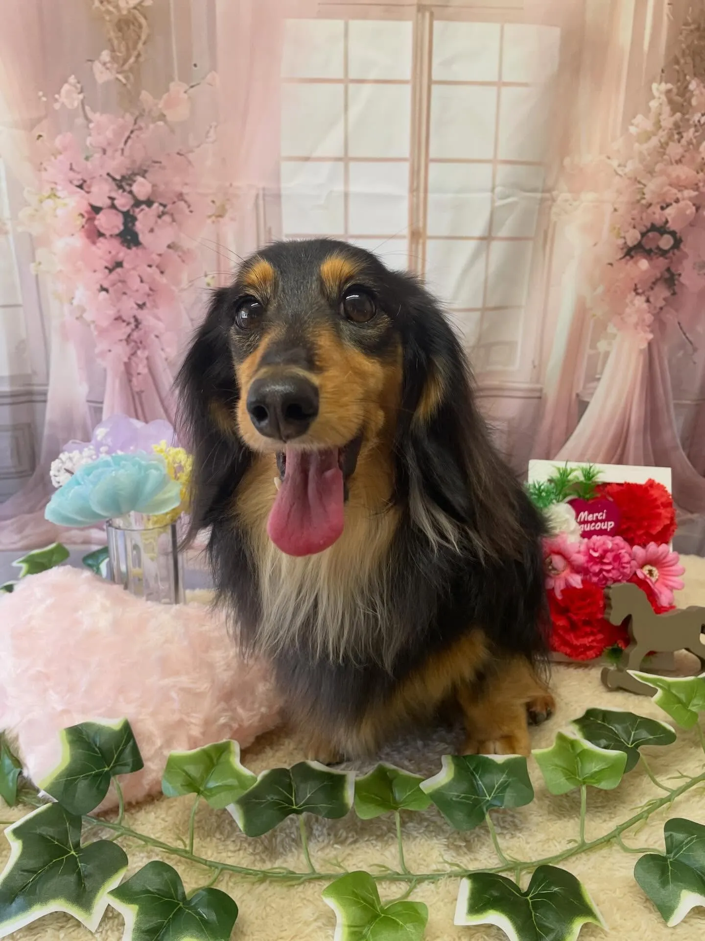 🍃3/17のトリミング🍃ダックス🐶｜名東区・千種区・守山区の...