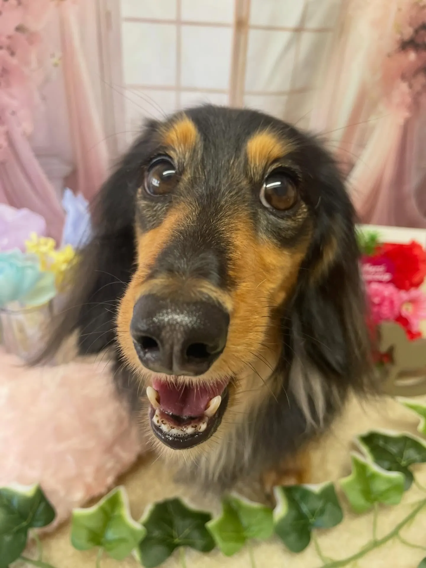 🍃3/17のトリミング🍃ダックス🐶｜名東区・千種区・守山区の...