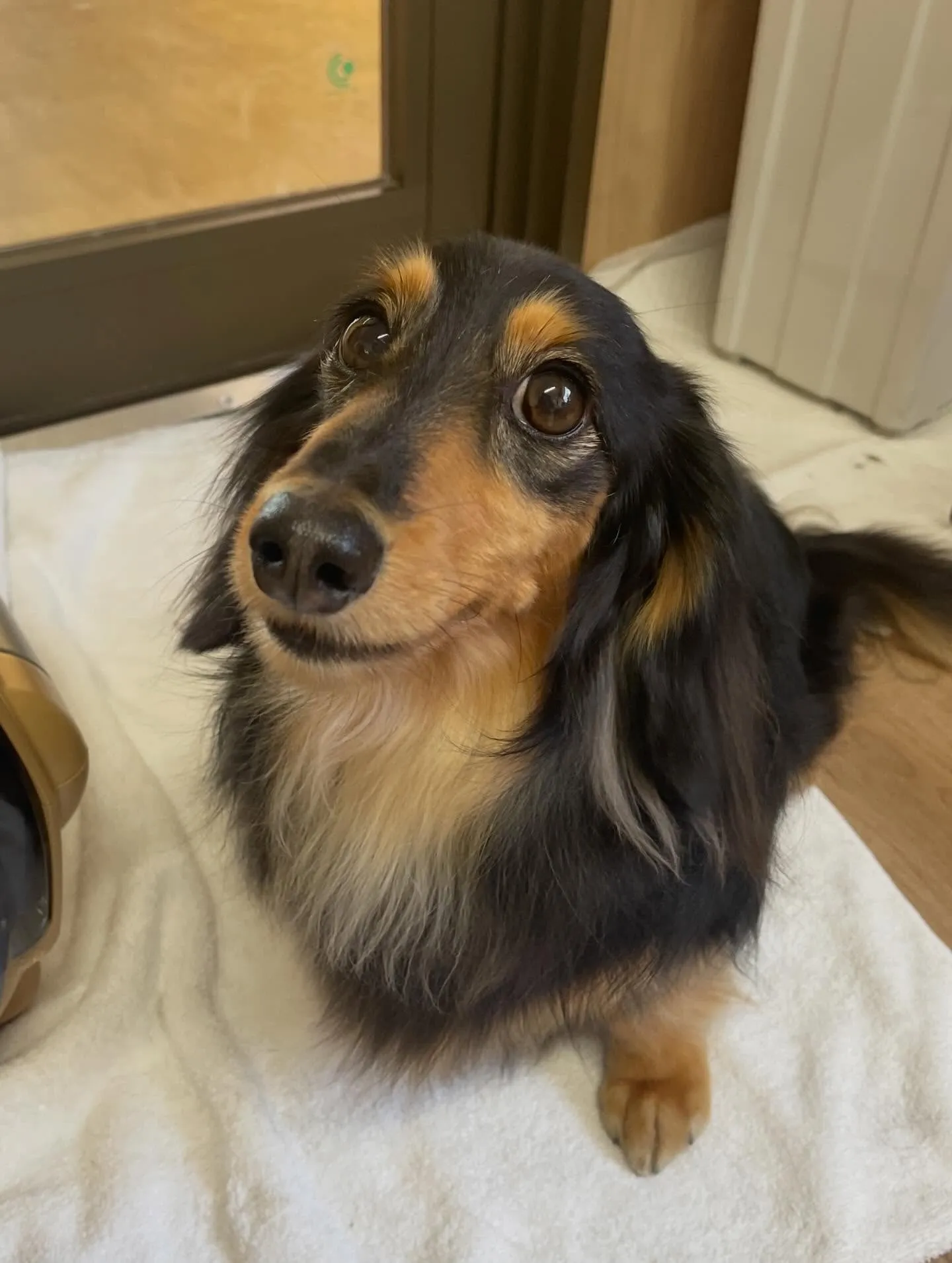 🍃3/17のトリミング🍃ダックス🐶｜名東区・千種区・守山区の...