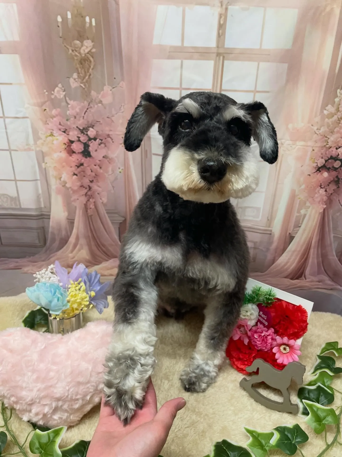 🍃3/18のトリミング🍃ミニチュアシュナウザー🐶｜名東区・千...