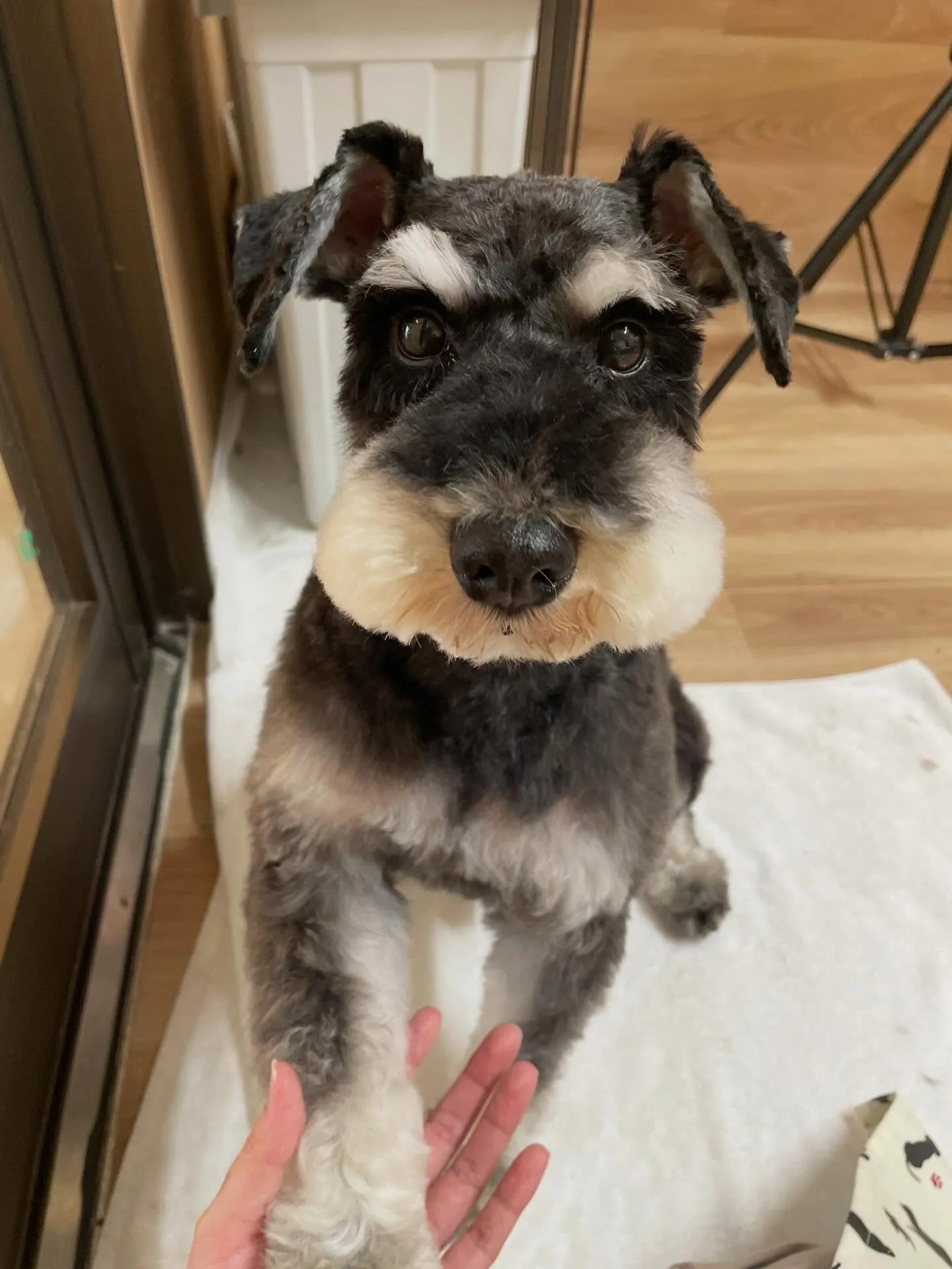 🍃3/18のトリミング🍃ミニチュアシュナウザー🐶｜名東区・千...