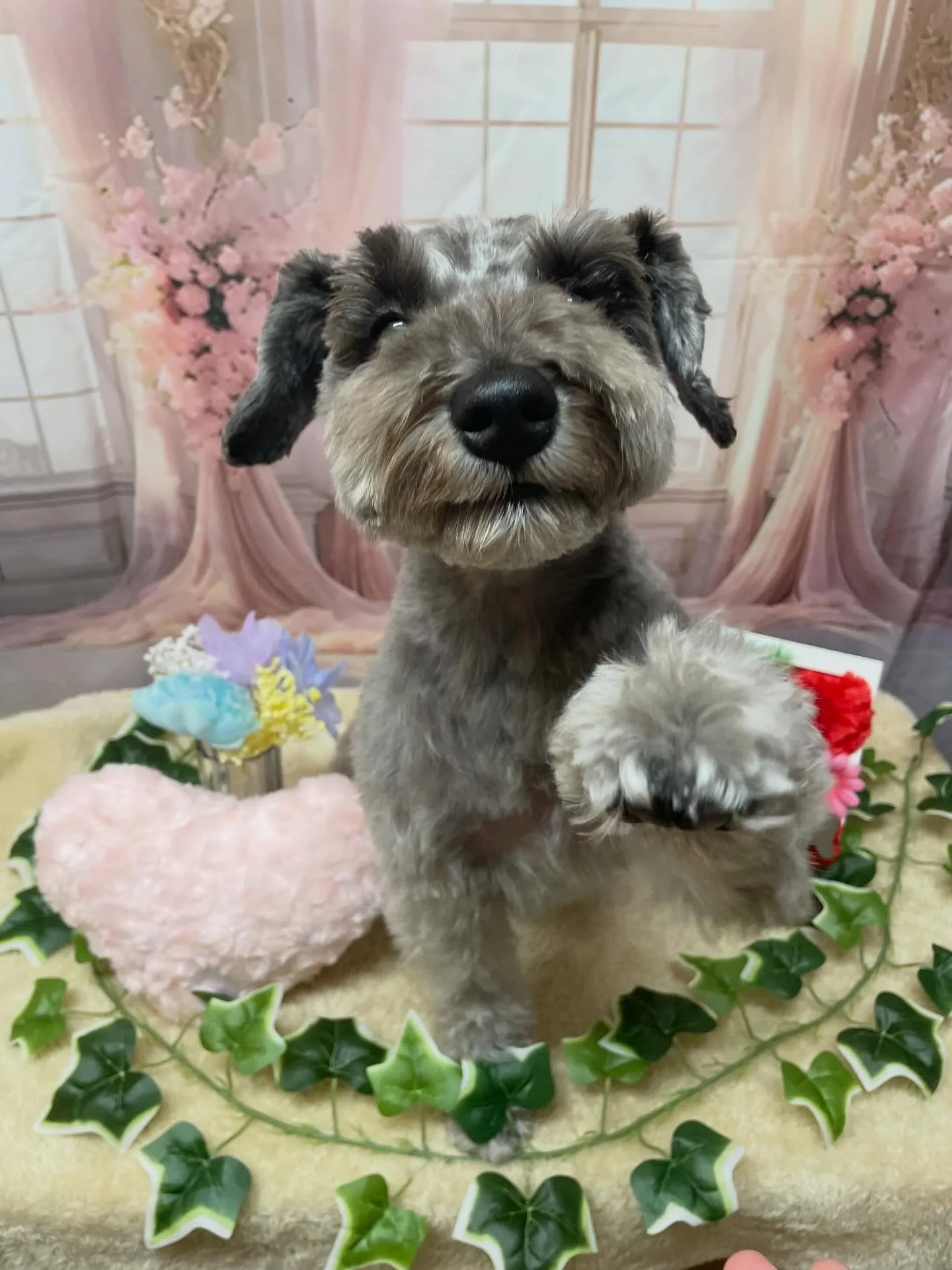 🍃3/18のトリミング🍃ミニチュアシュナウザー🐶｜名東区・千...