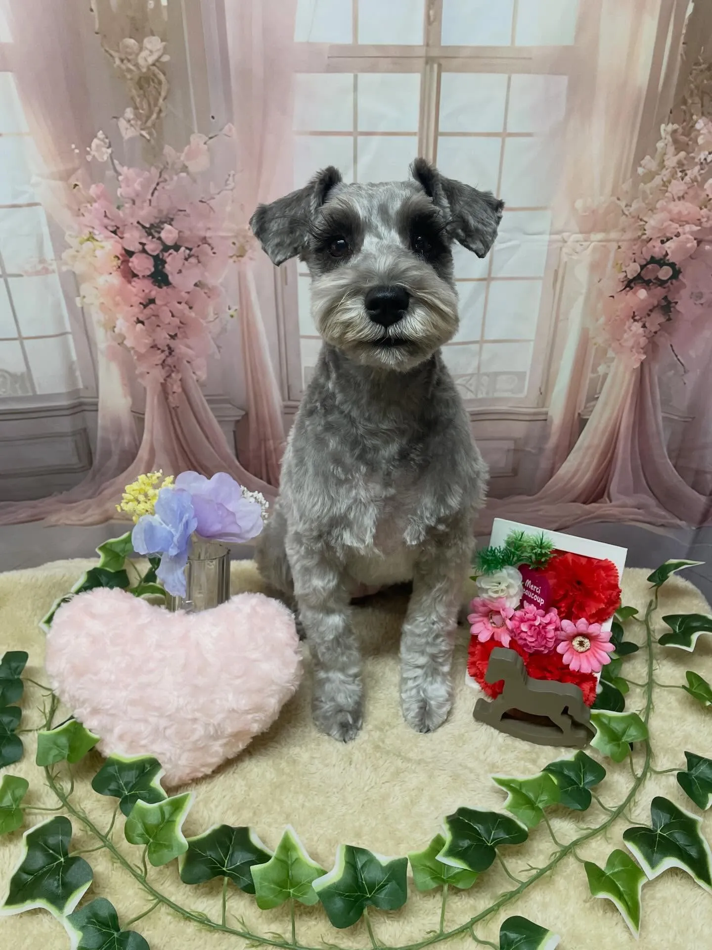 🍃3/18のトリミング🍃ミニチュアシュナウザー🐶｜名東区・千...