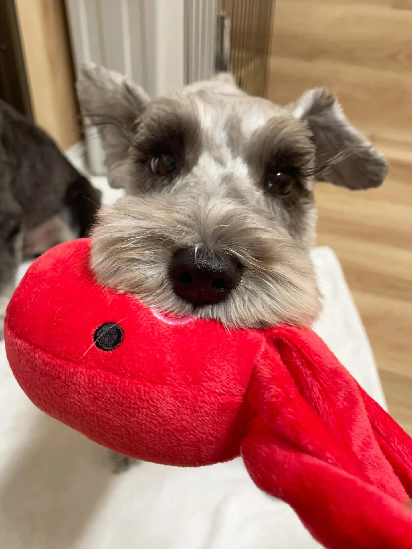 🍃3/18のトリミング🍃ミニチュアシュナウザー🐶｜名東区・千...