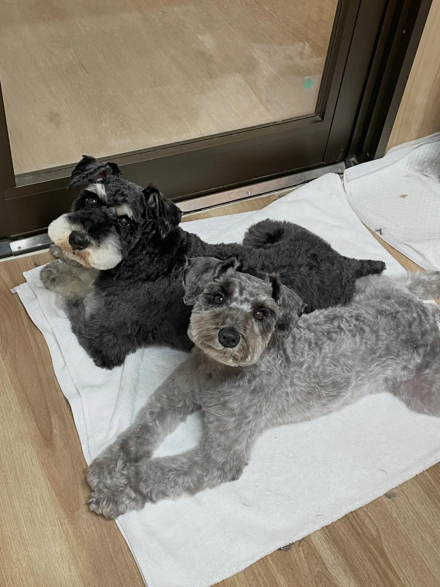 🍃3/18のトリミング🍃ミニチュアシュナウザー🐶｜名東区・千...