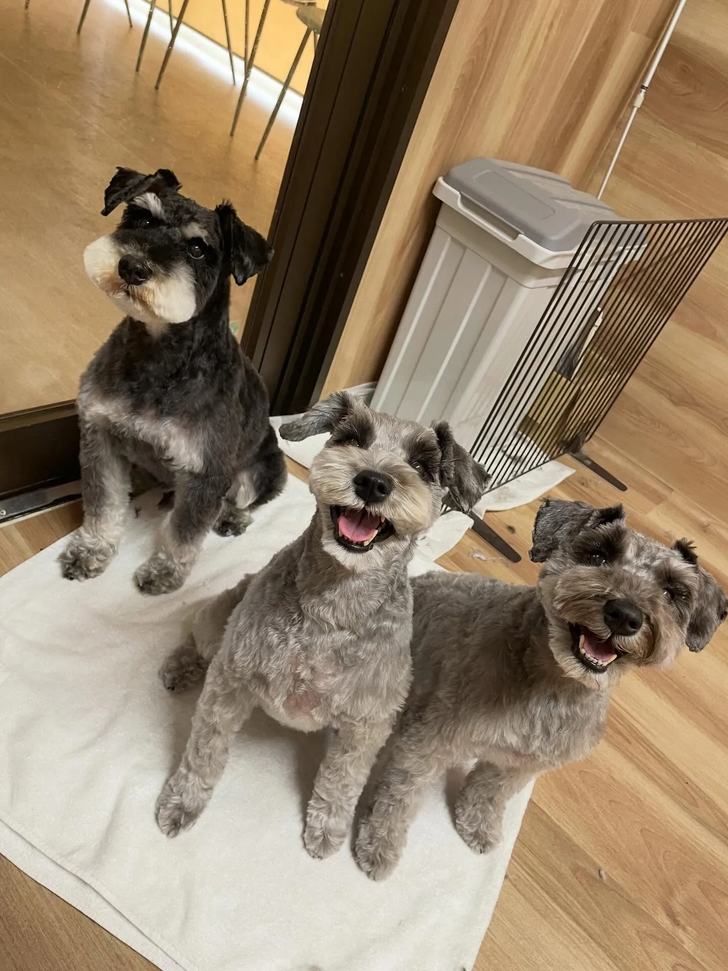 🍃3/18のトリミング🍃ミニチュアシュナウザー🐶｜名東区・千...