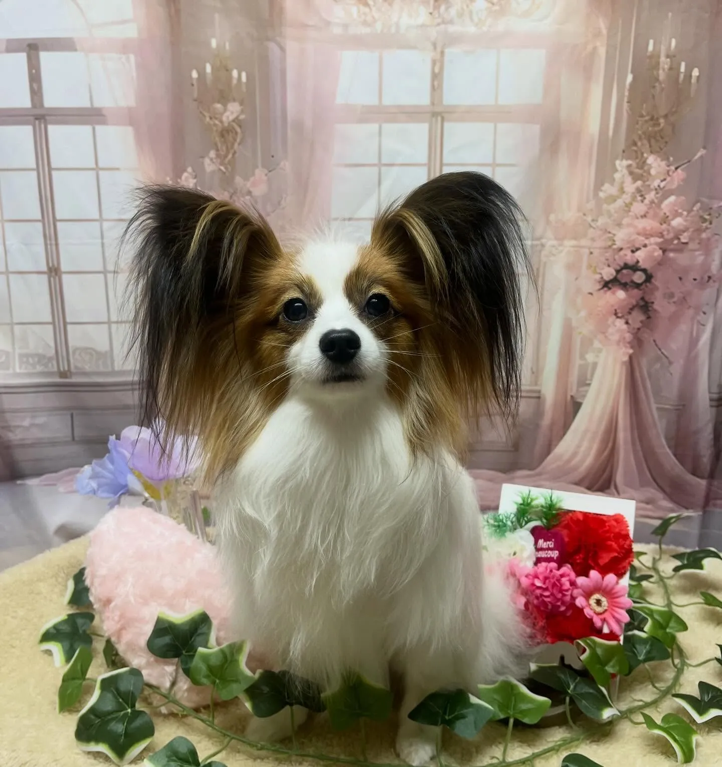 🍃3/18のトリミング🍃パピヨン🐶｜名東区・千種区・守山区の...