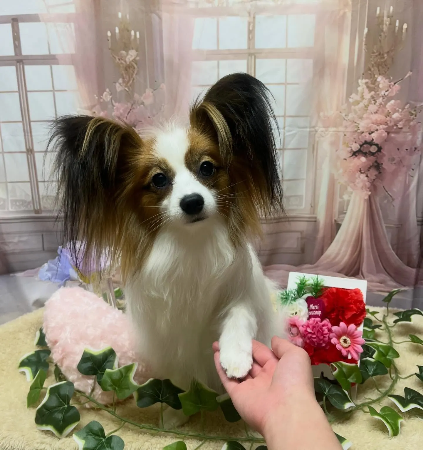 🍃3/18のトリミング🍃パピヨン🐶｜名東区・千種区・守山区の...