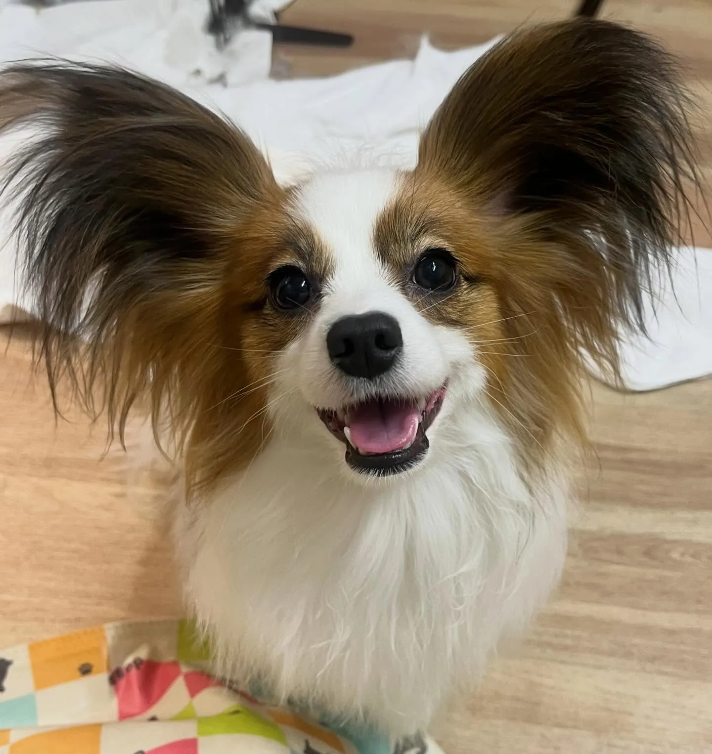 🍃3/18のトリミング🍃パピヨン🐶｜名東区・千種区・守山区の...