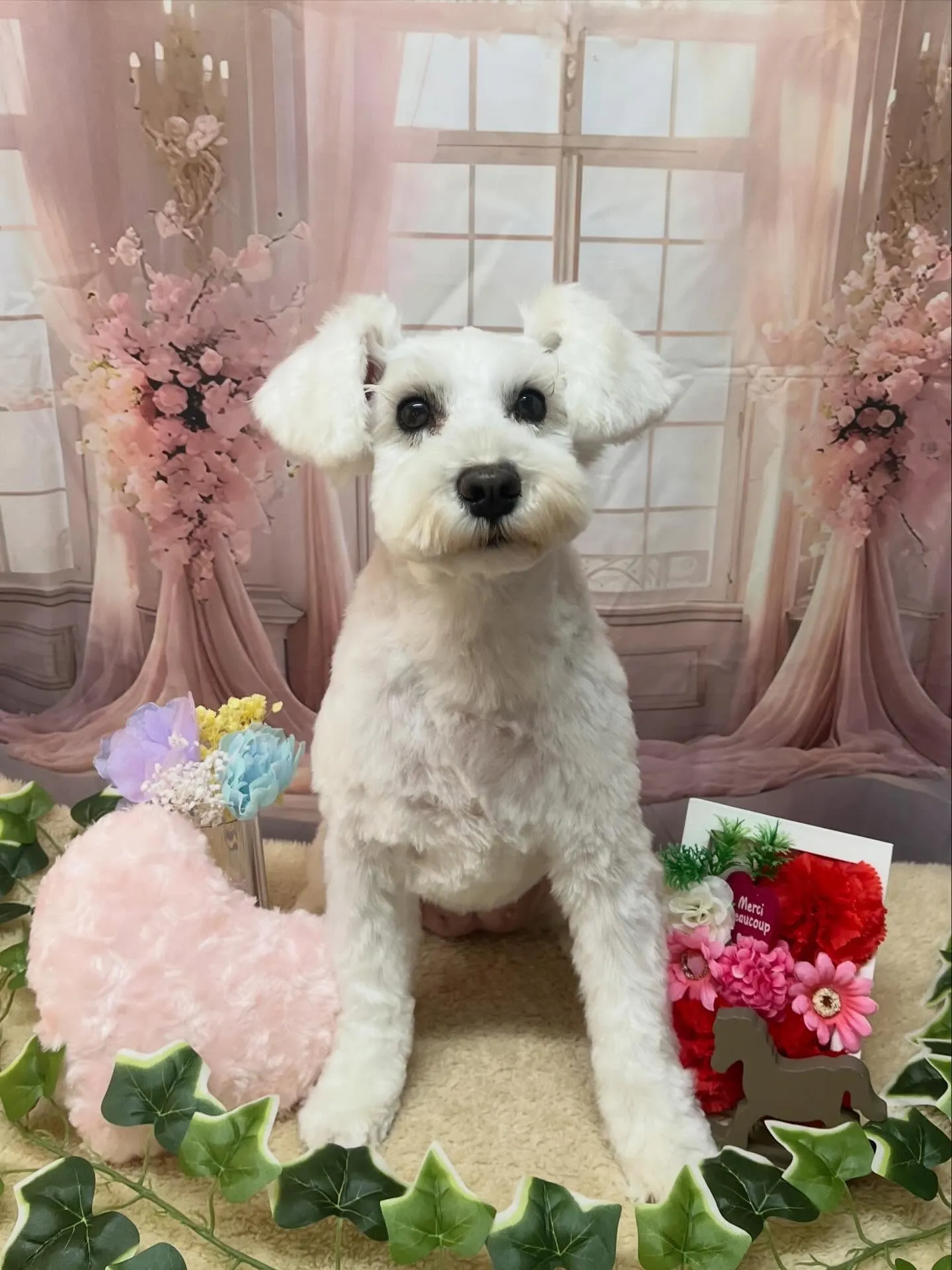 🍃3/20のトリミング🍃ミニチュアシュナウザー🐶｜名東区・千...