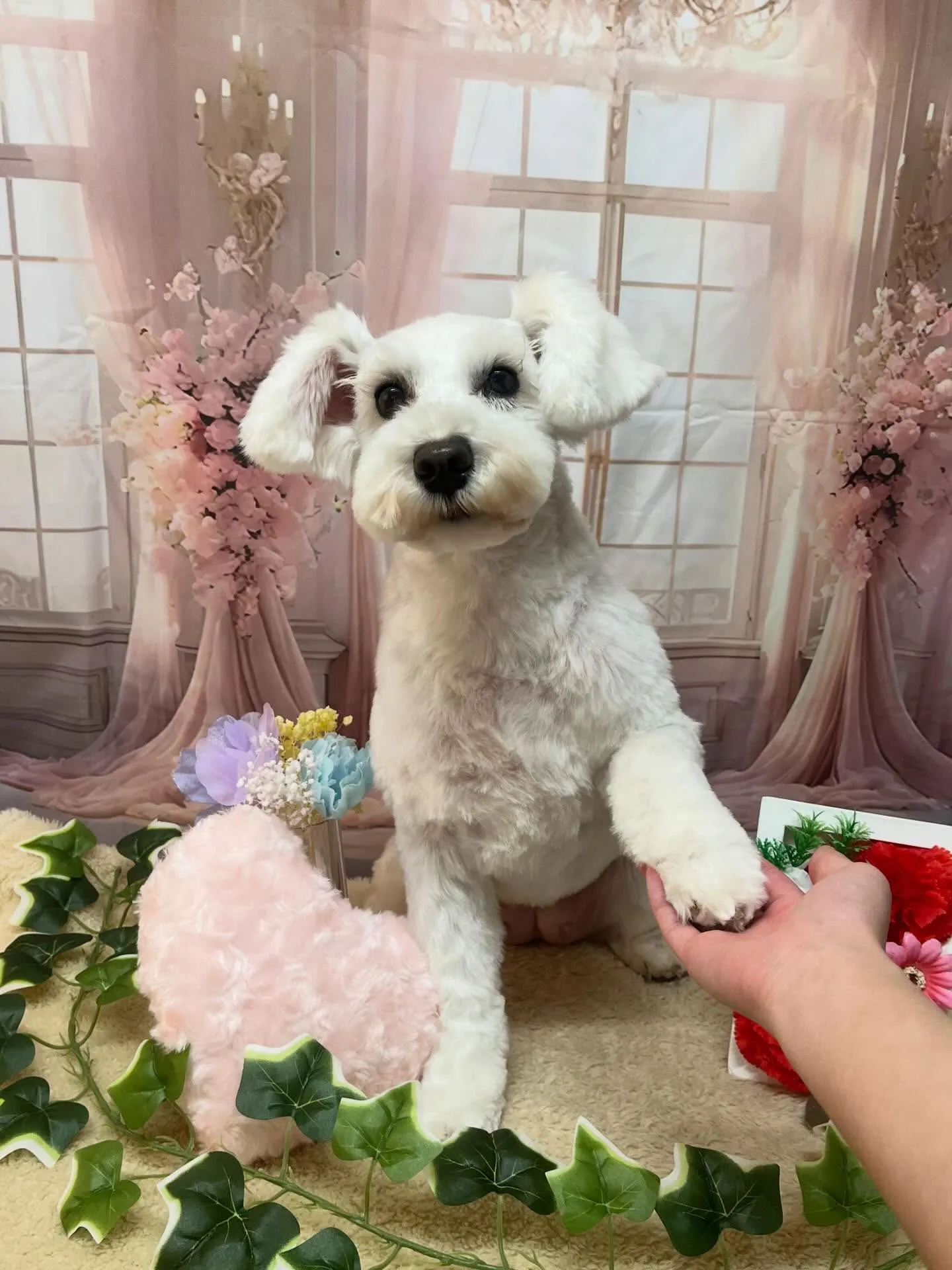 🍃3/20のトリミング🍃ミニチュアシュナウザー🐶｜名東区・千...