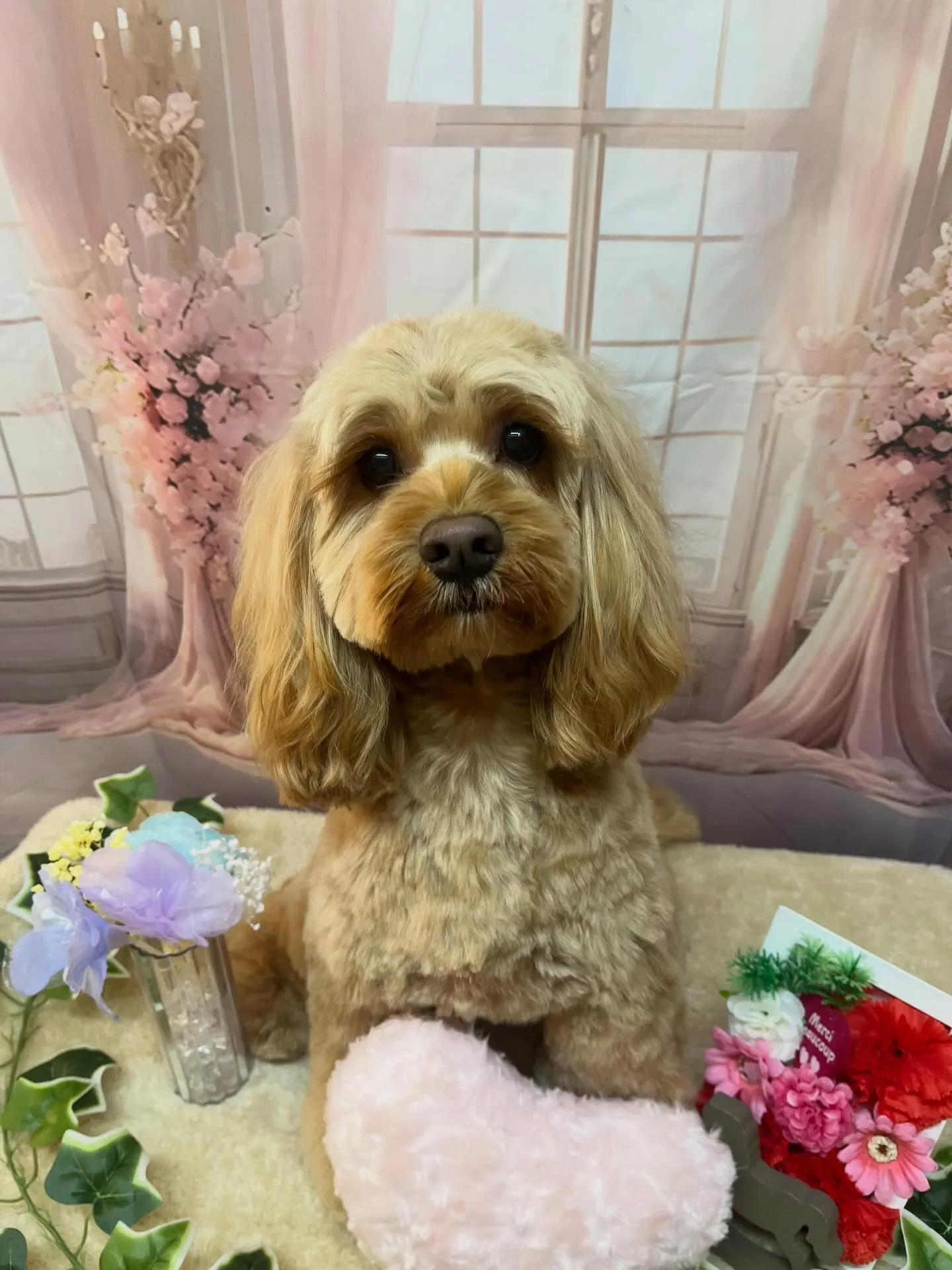 🍃3/20のトリミング🍃ミックス犬🐶｜名東区・千種区・守山区...