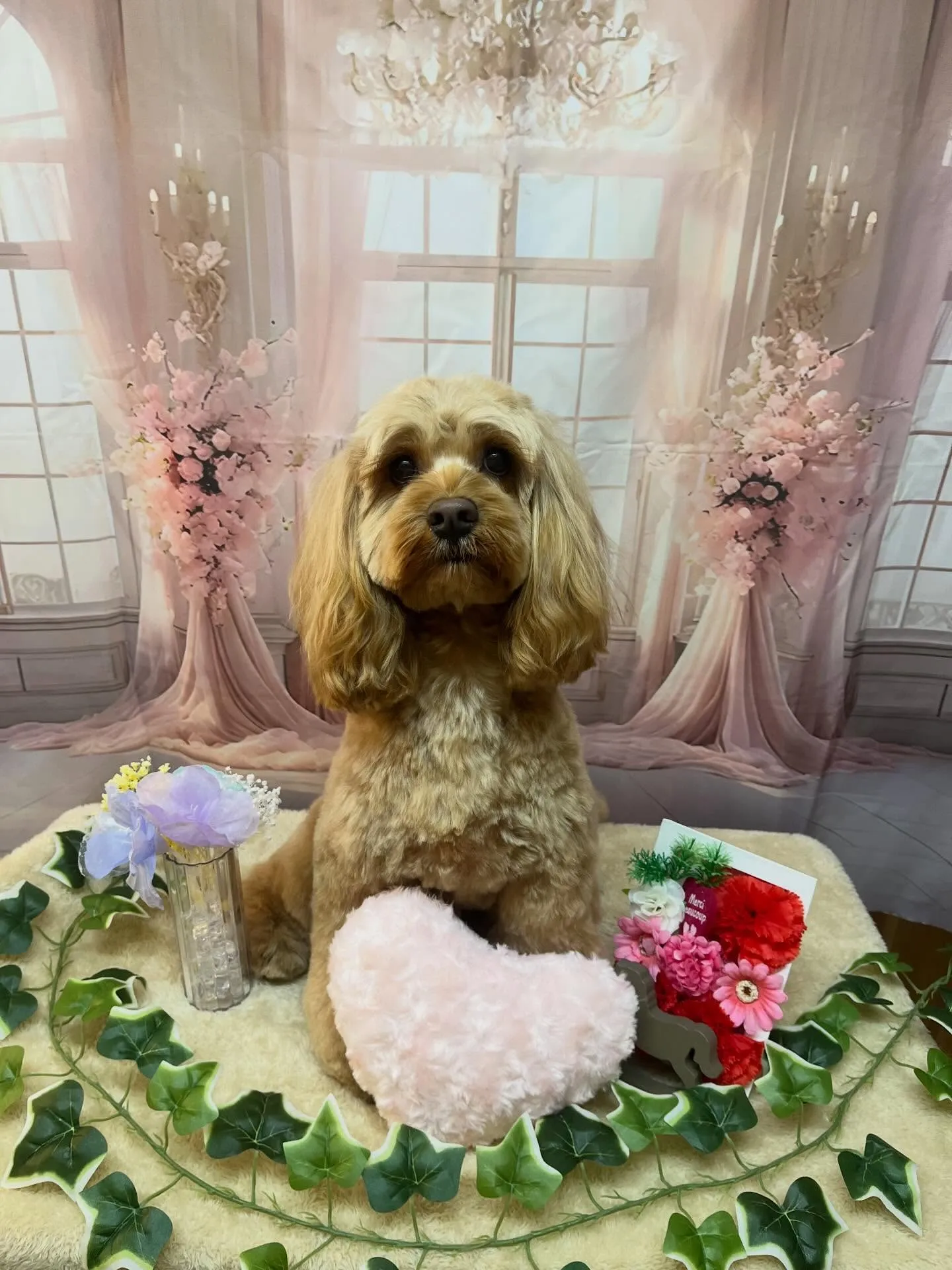 🍃3/20のトリミング🍃ミックス犬🐶｜名東区・千種区・守山区...