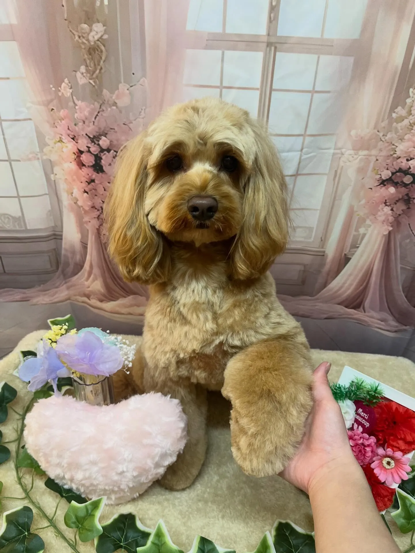 🍃3/20のトリミング🍃ミックス犬🐶｜名東区・千種区・守山区...