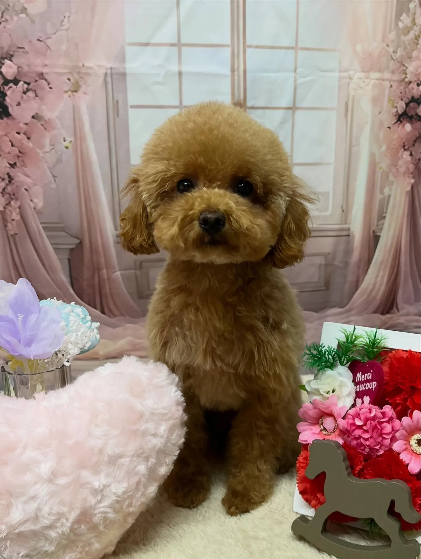 🍃3/20のトリミング🍃プードル🐶｜名東区・千種区・守山区の...