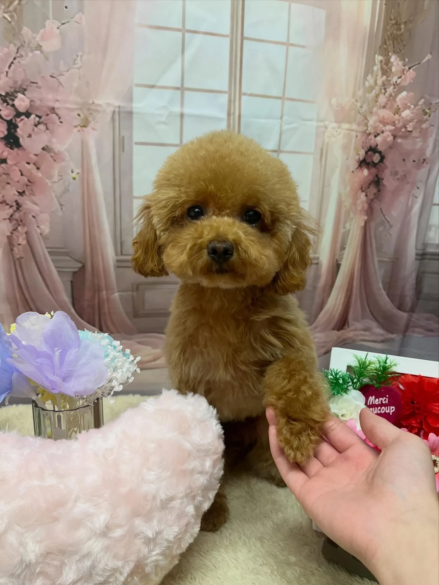 🍃3/20のトリミング🍃プードル🐶｜名東区・千種区・守山区の...