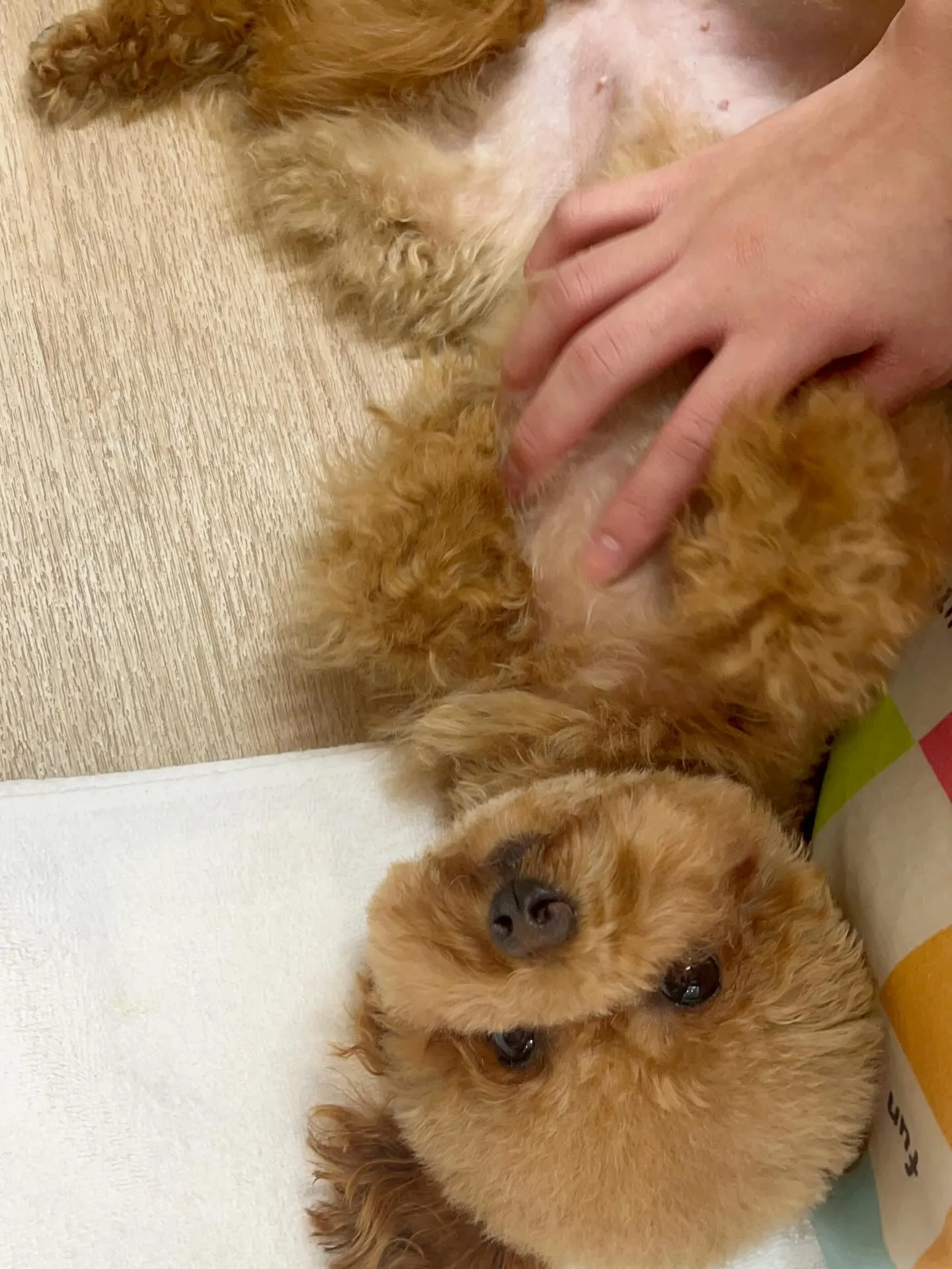 🍃3/20のトリミング🍃プードル🐶｜名東区・千種区・守山区の...