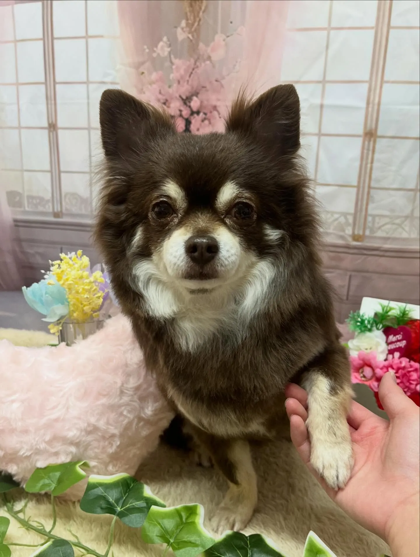 🍃3/21のトリミング🍃チワワ🐶｜名東区・千種区・守山区の動...
