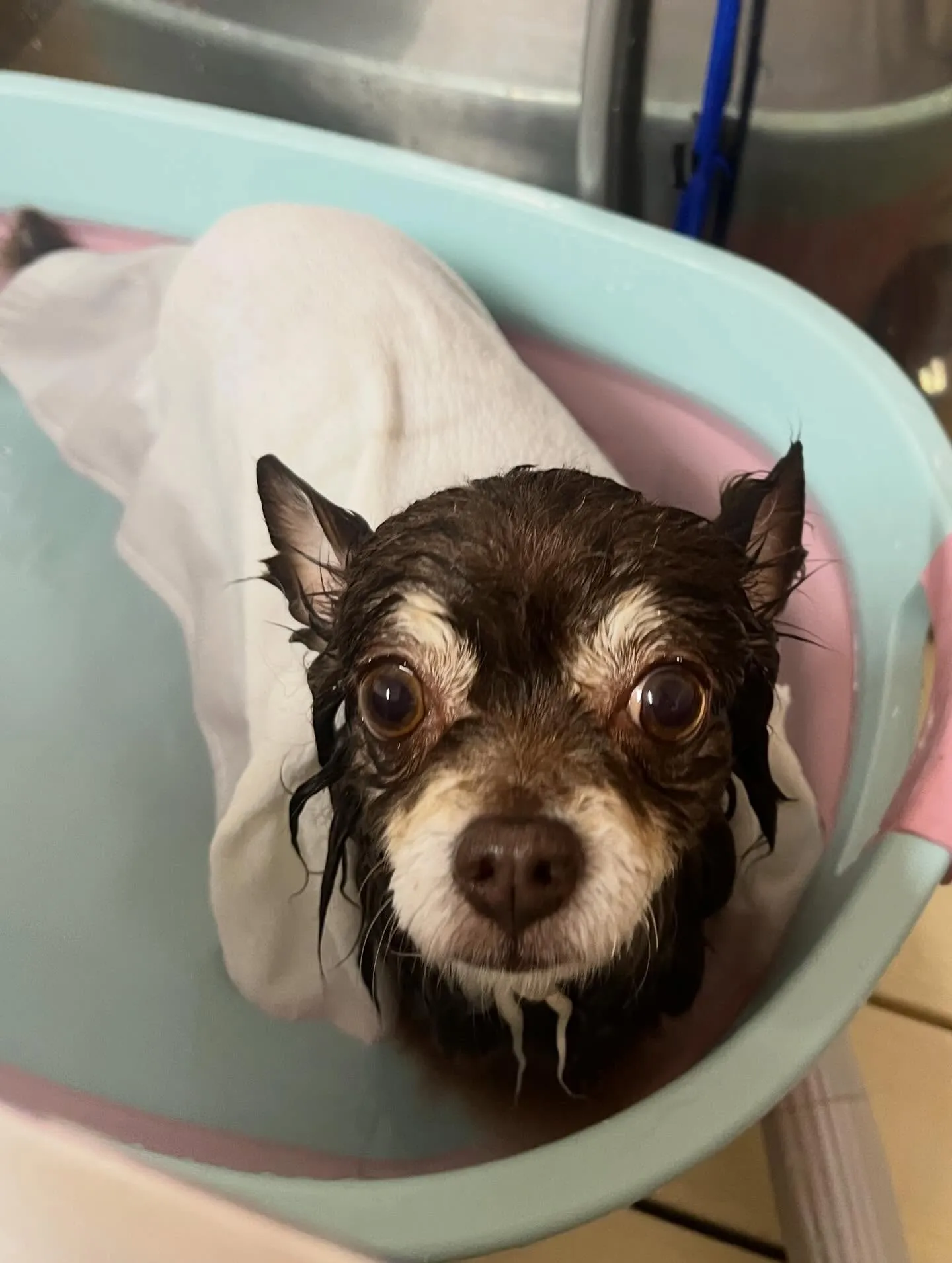 🍃3/21のトリミング🍃チワワ🐶｜名東区・千種区・守山区の動...