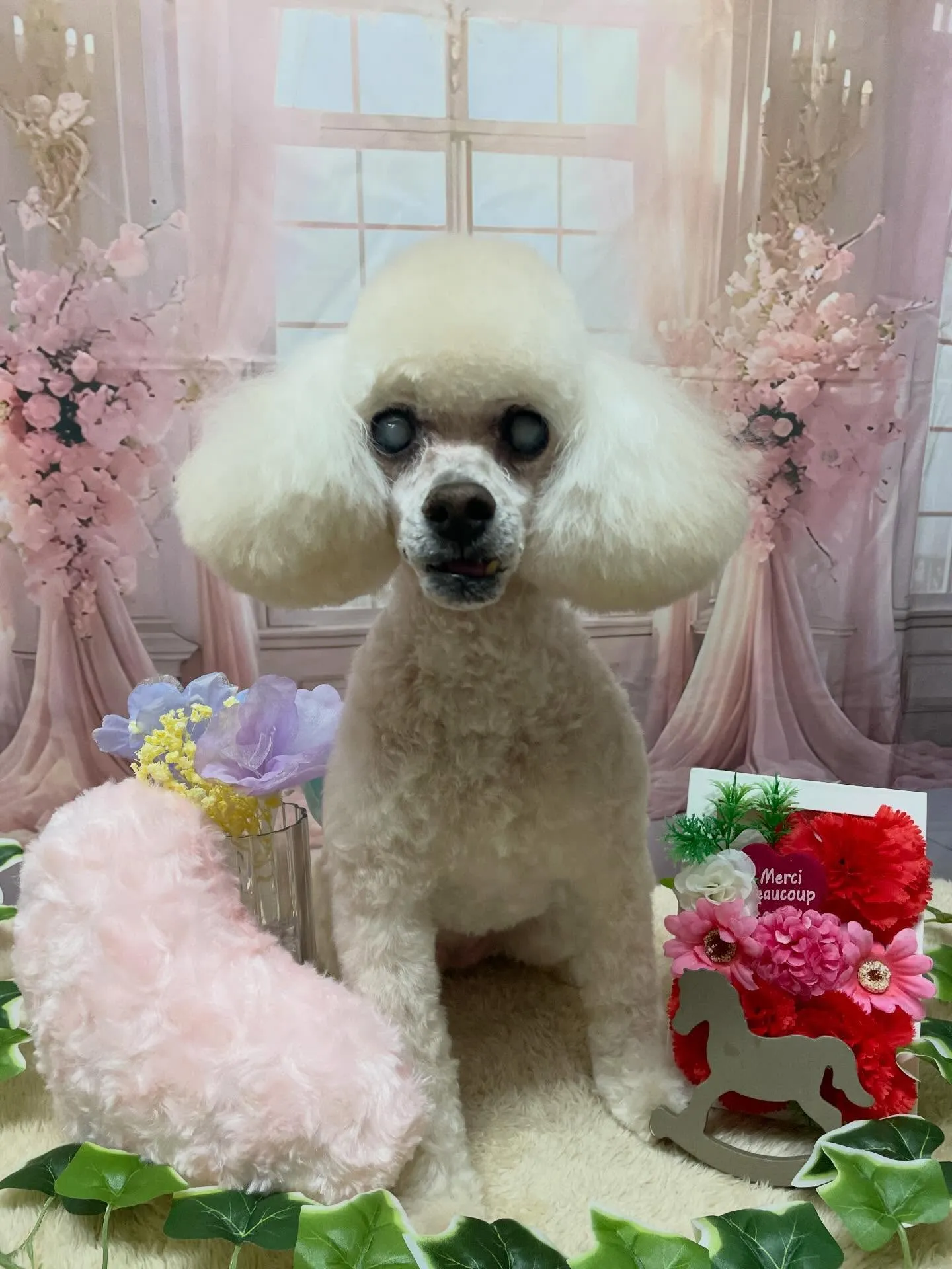 🍃3/22のトリミング🍃プードル🐶｜名東区・千種区・守山区の...