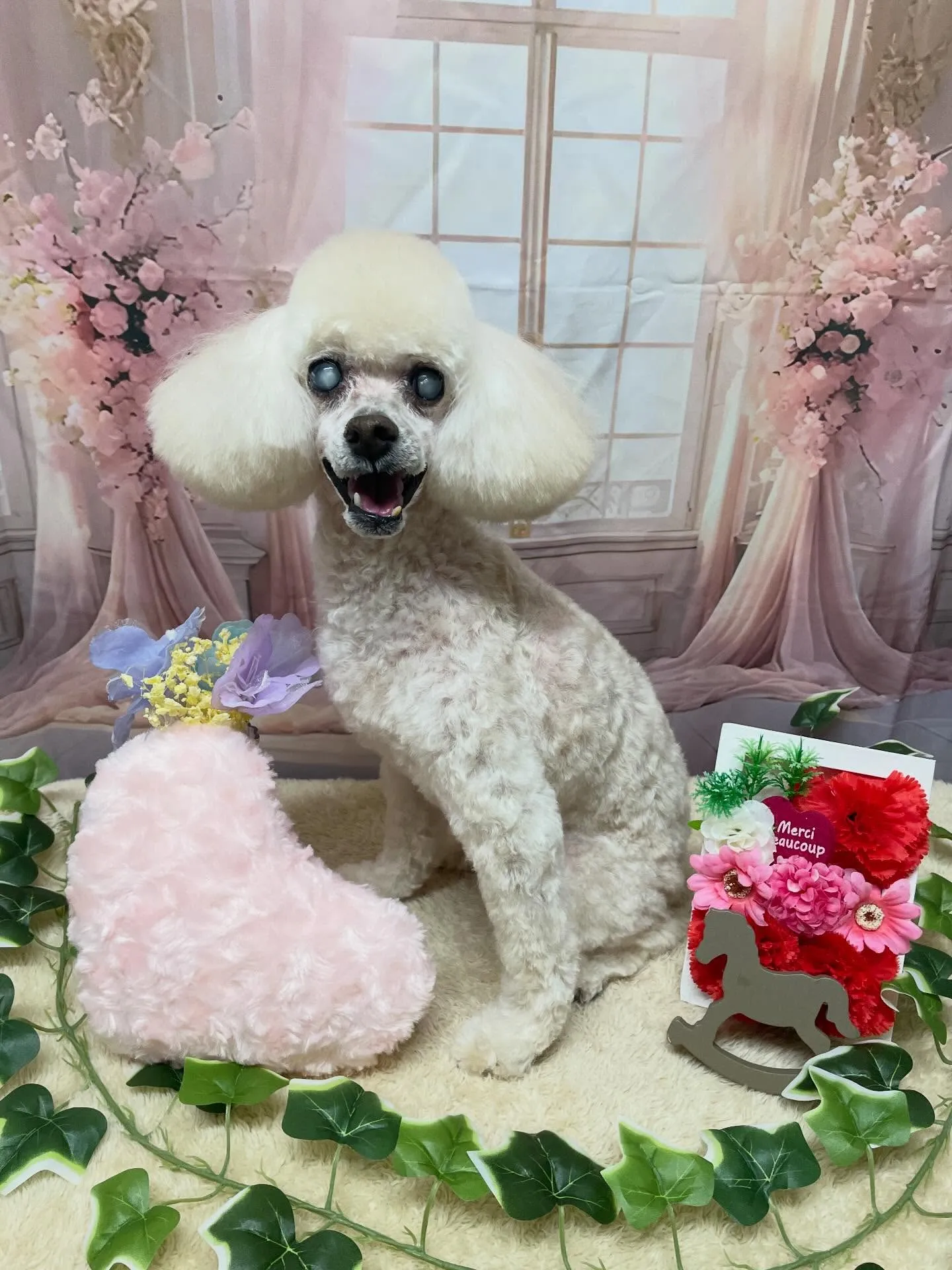 🍃3/22のトリミング🍃プードル🐶｜名東区・千種区・守山区の...