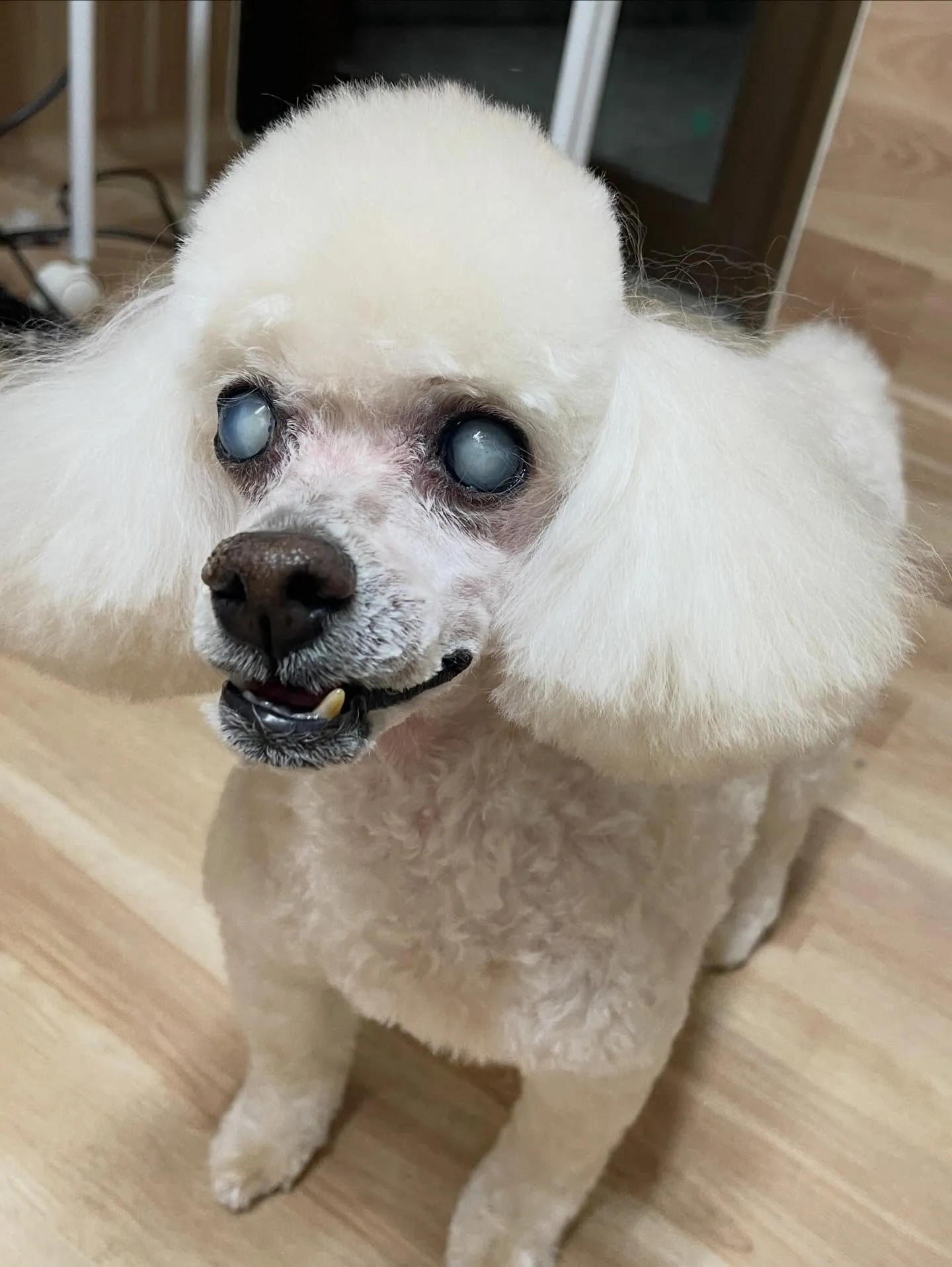 🍃3/22のトリミング🍃プードル🐶｜名東区・千種区・守山区の...