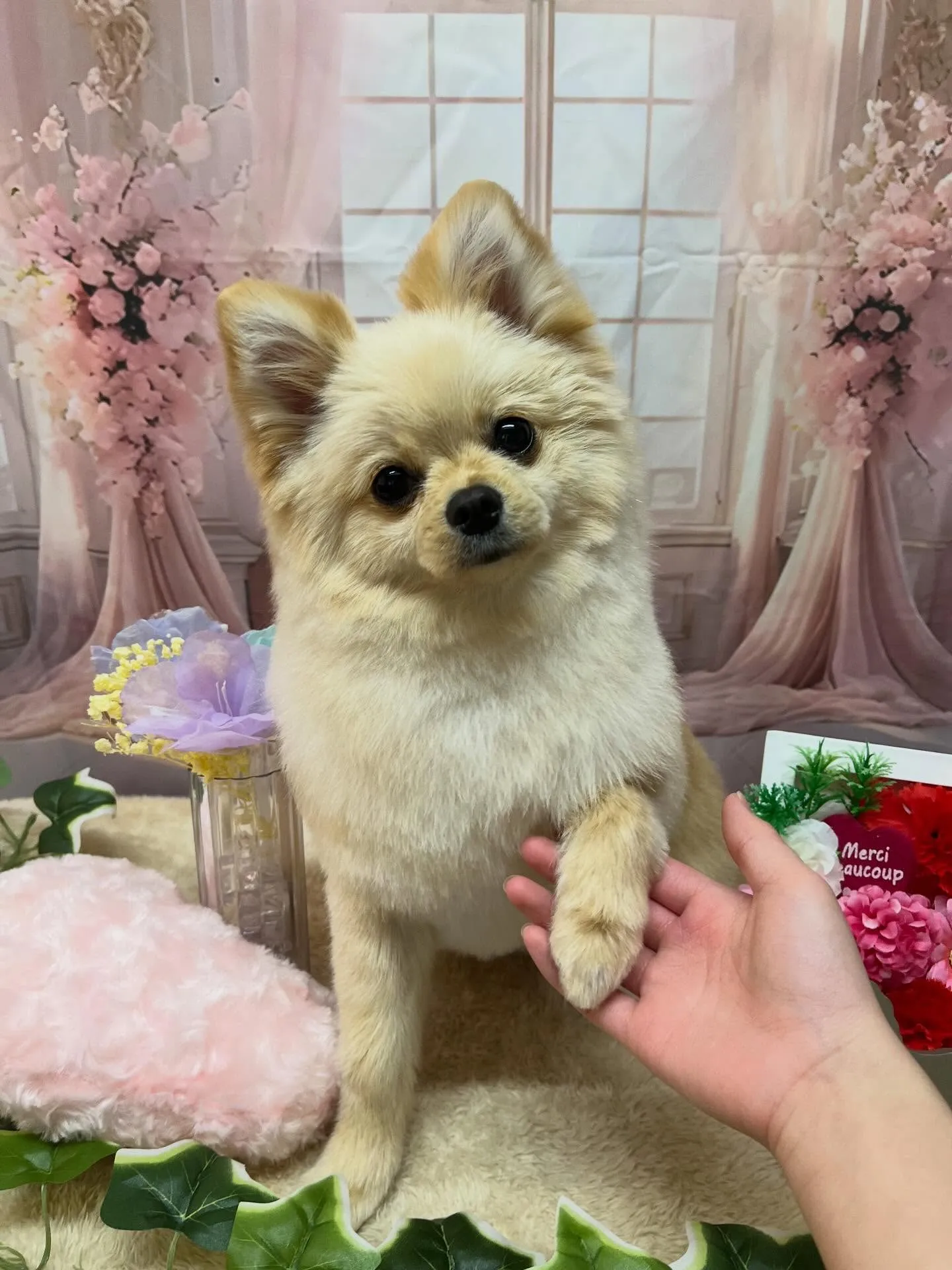 🍃3/22のトリミング🍃ポメラニアン🐶｜名東区・千種区・守山...