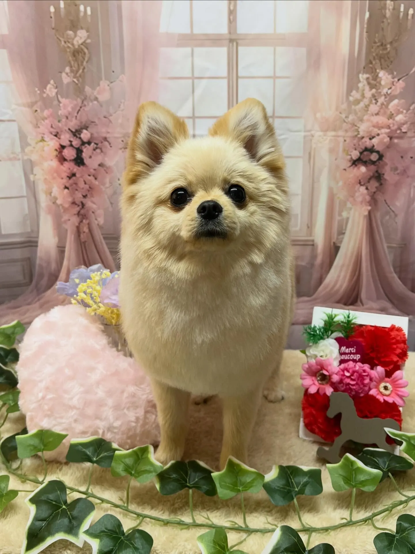 🍃3/22のトリミング🍃ポメラニアン🐶｜名東区・千種区・守山...