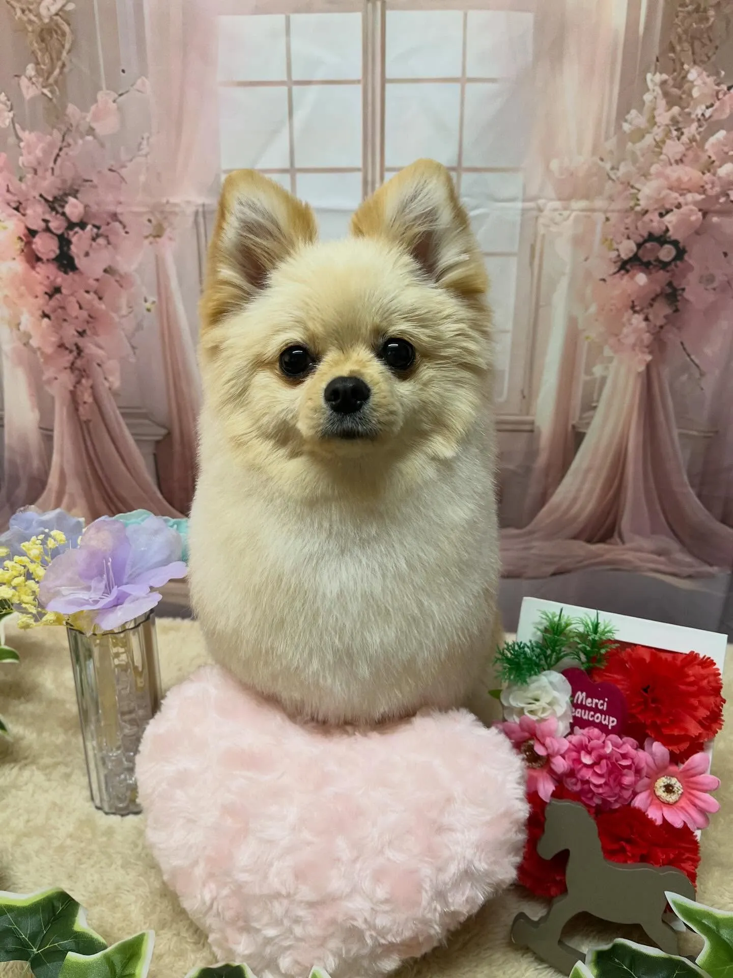 🍃3/22のトリミング🍃ポメラニアン🐶｜名東区・千種区・守山...