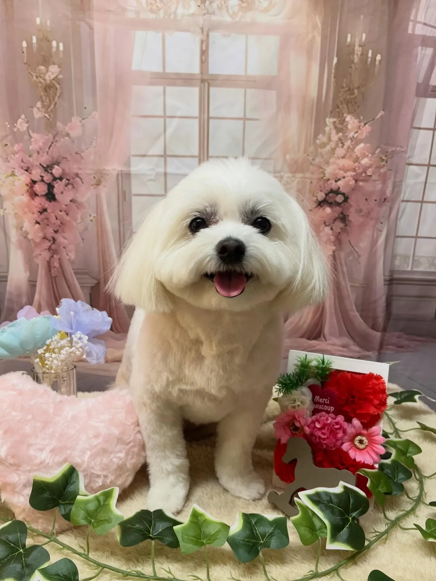 🍃3/22のトリミング🍃ミックス犬🐶｜名東区・千種区・守山区...