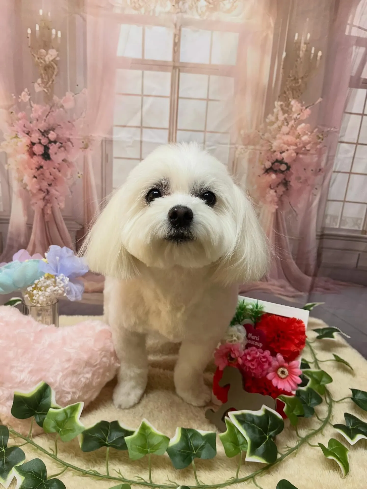 🍃3/22のトリミング🍃ミックス犬🐶｜名東区・千種区・守山区...