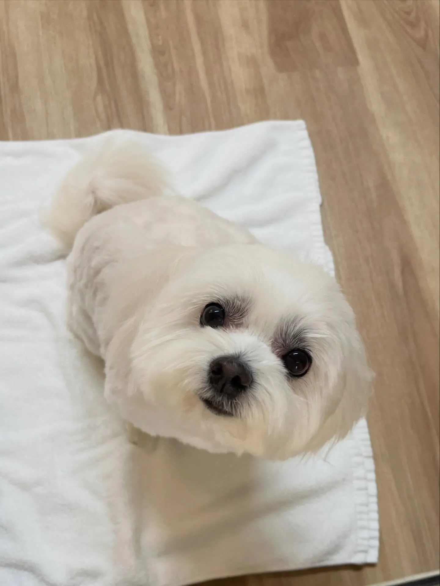 🍃3/22のトリミング🍃ミックス犬🐶｜名東区・千種区・守山区...