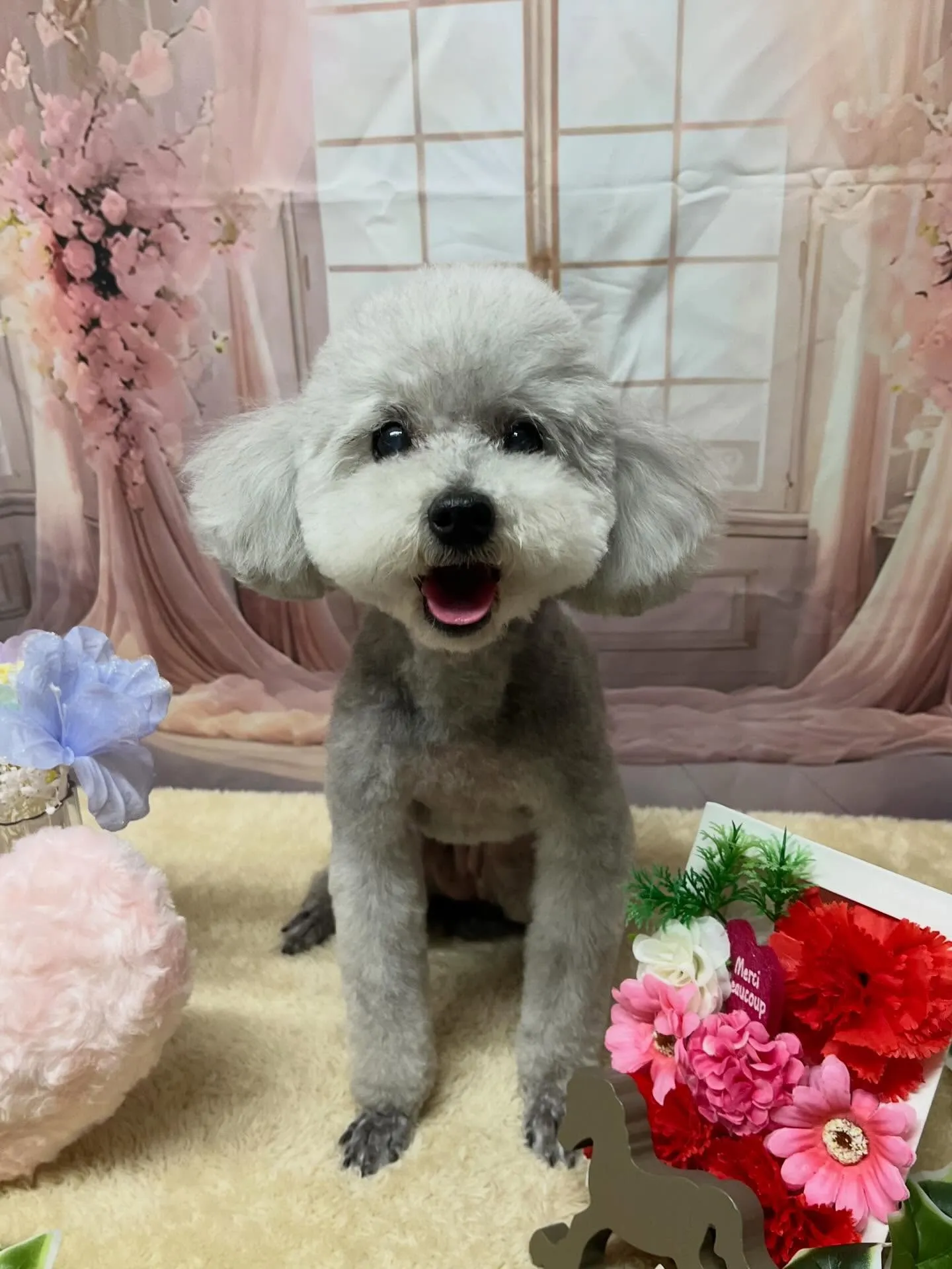 🍃3/22のトリミング🍃プードル🐶｜名東区・千種区・守山区の...