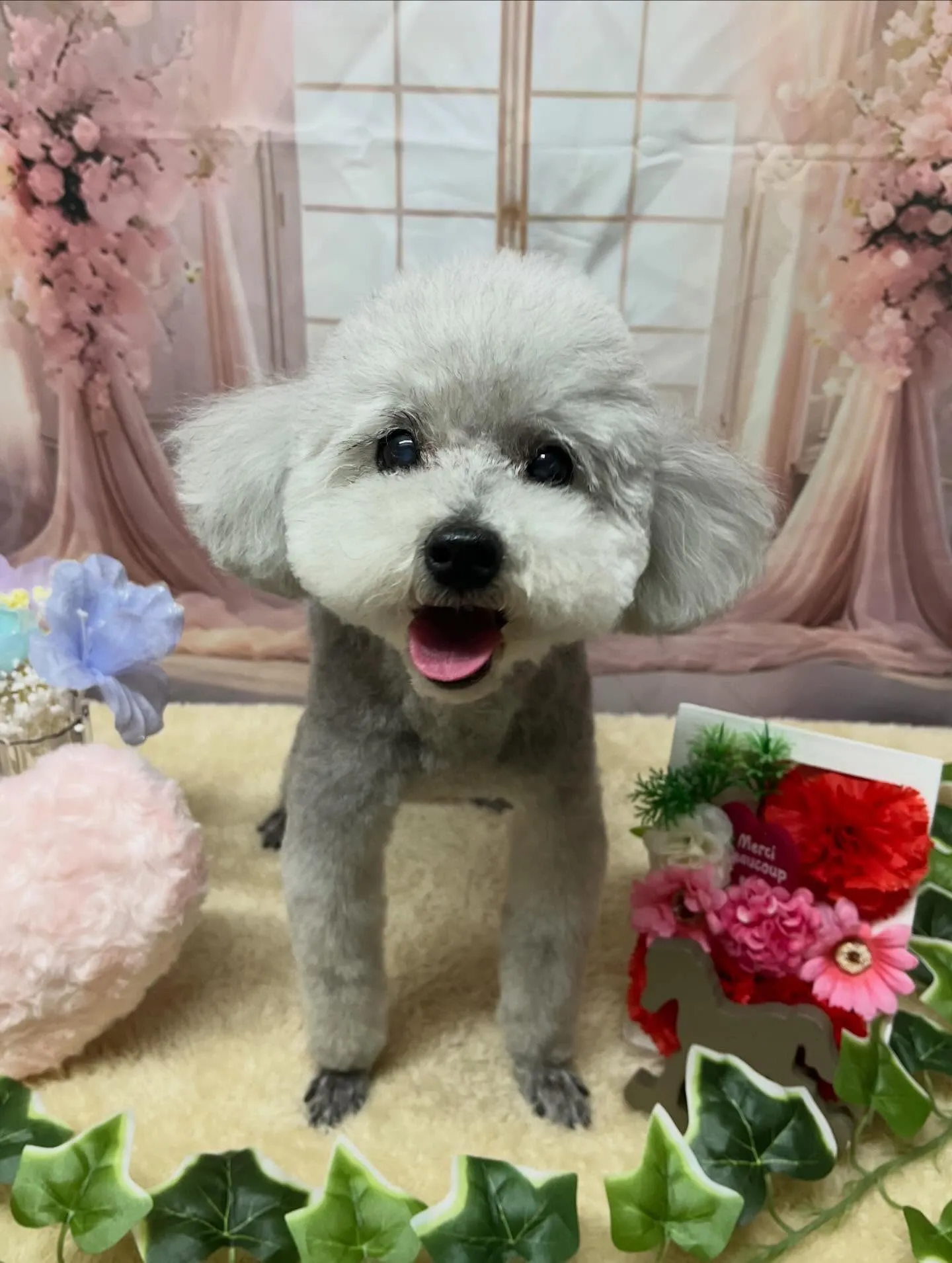 🍃3/22のトリミング🍃プードル🐶｜名東区・千種区・守山区の...