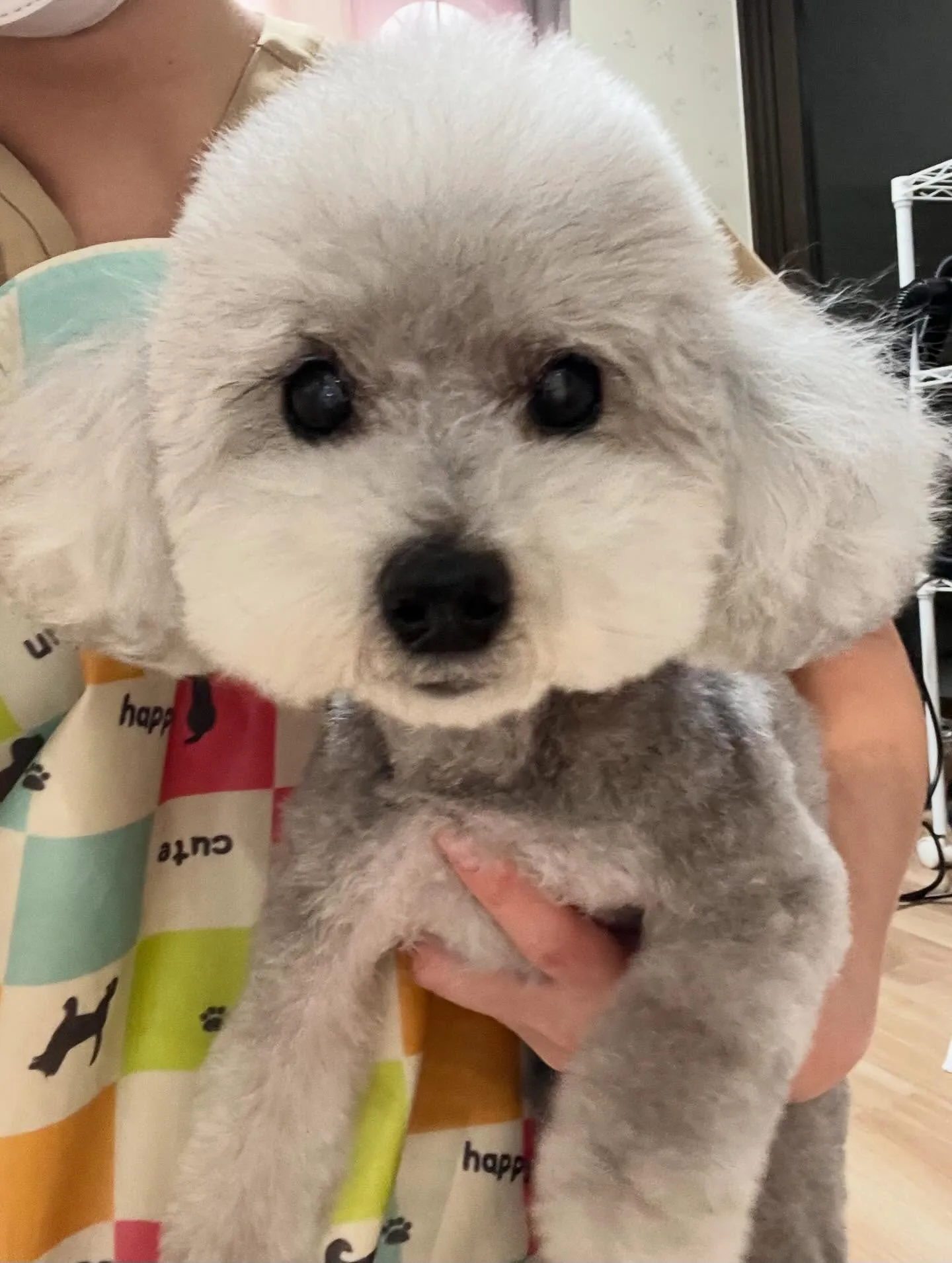 🍃3/22のトリミング🍃プードル🐶｜名東区・千種区・守山区の...