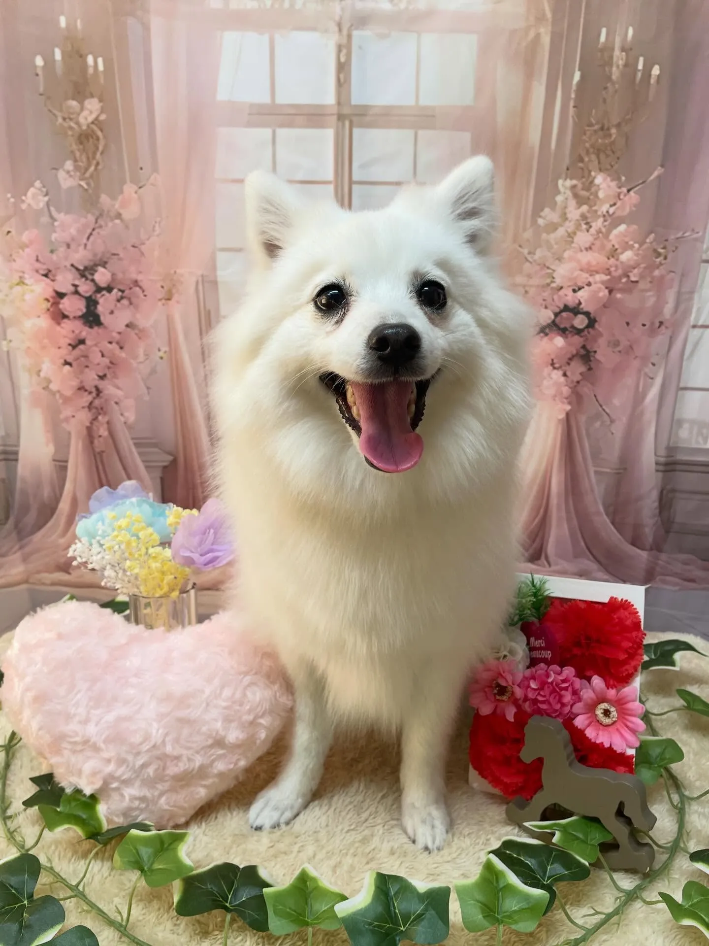 🍃3/24のトリミング🍃スピッツ🐶｜名東区・千種区・守山区の...