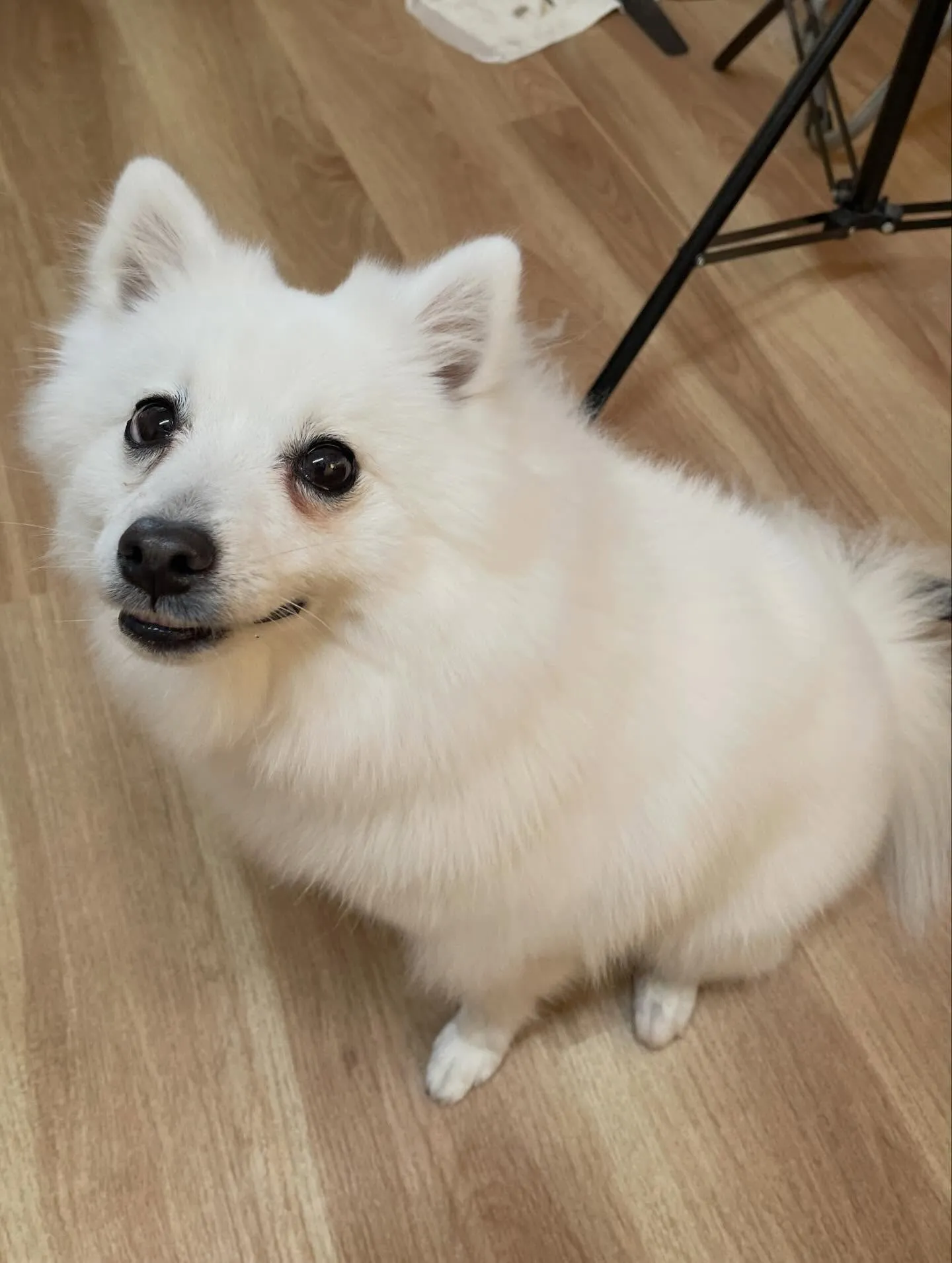 🍃3/24のトリミング🍃スピッツ🐶｜名東区・千種区・守山区の...