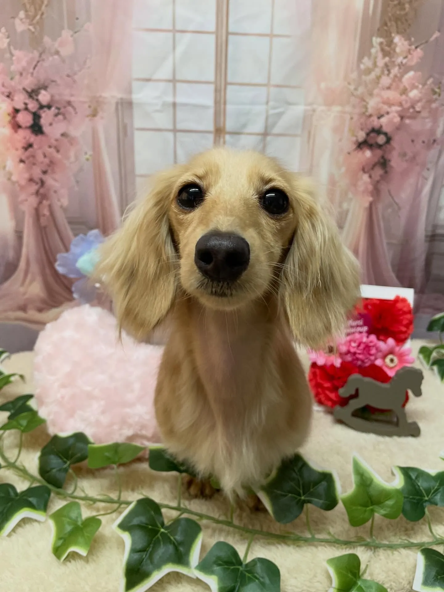 🍃3/24のトリミング🍃ダックス🐶｜名東区・千種区・守山区の...