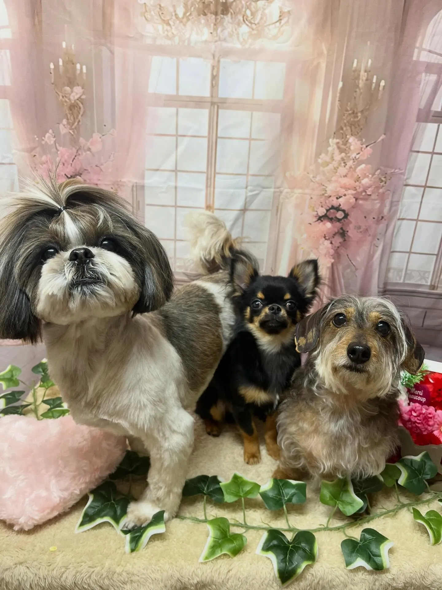 🍃3/24のトリミング🍃シーズー🐶ダックス🐶チワワ🐶|名東区...