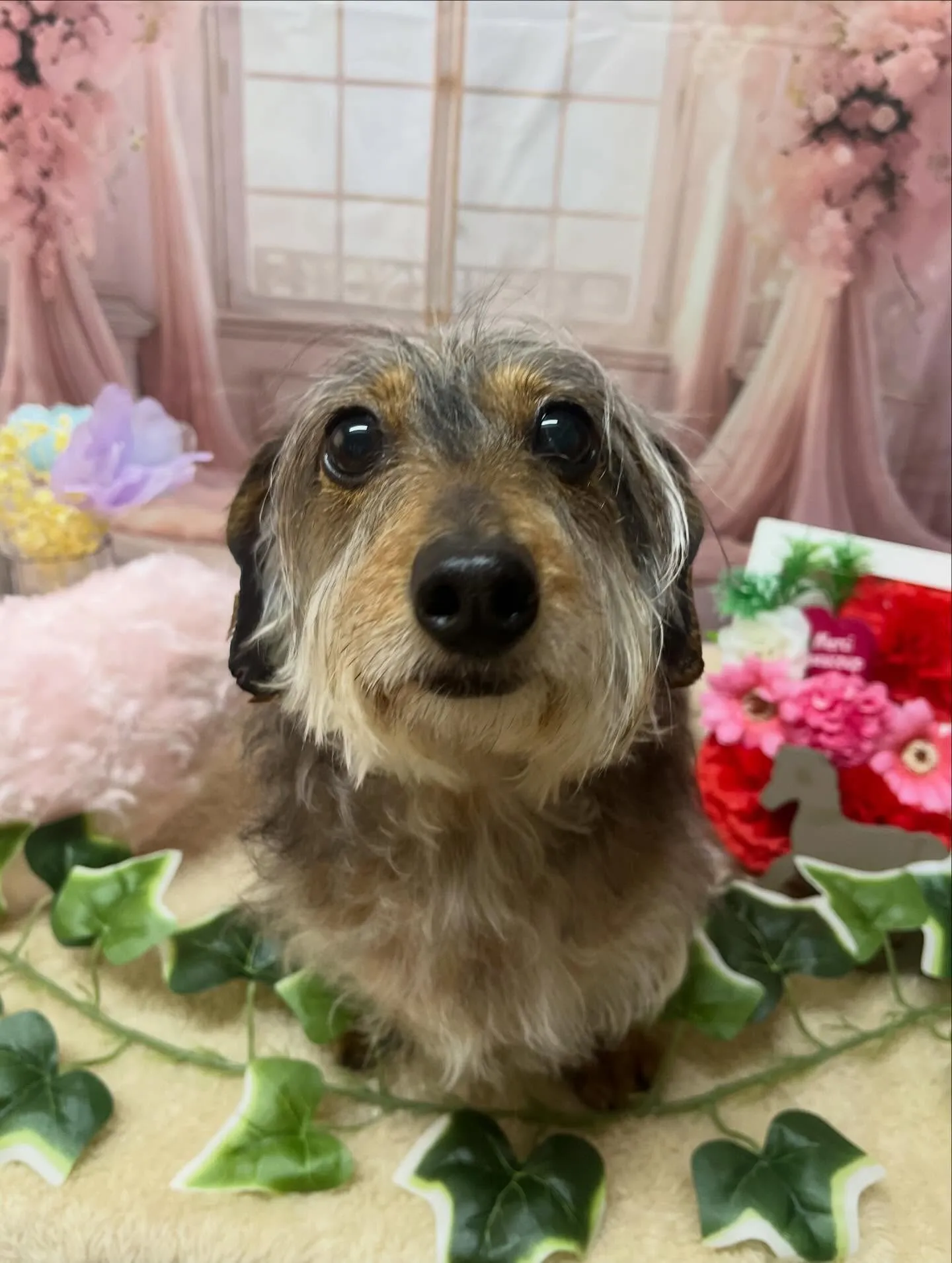 🍃3/24のトリミング🍃シーズー🐶ダックス🐶チワワ🐶|名東区...