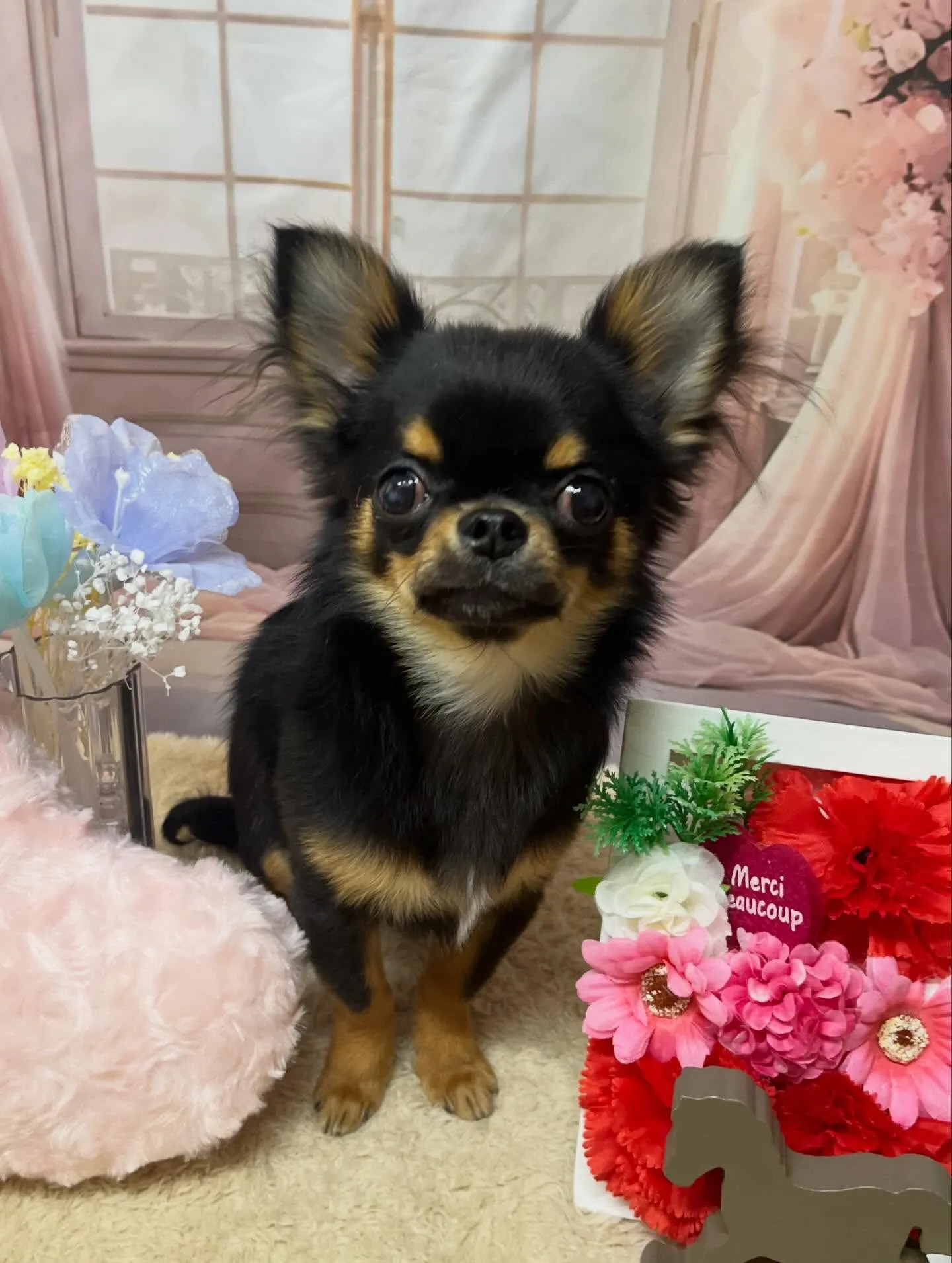 🍃3/24のトリミング🍃シーズー🐶ダックス🐶チワワ🐶|名東区...