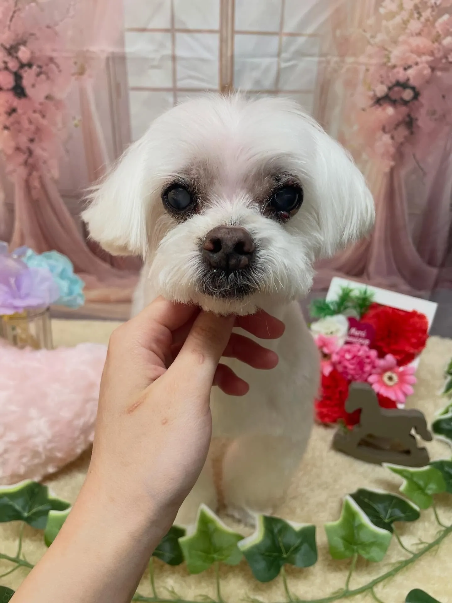 🍃3/22のトリミング🍃マルチーズ🐶｜名東区・千種区・守山区...