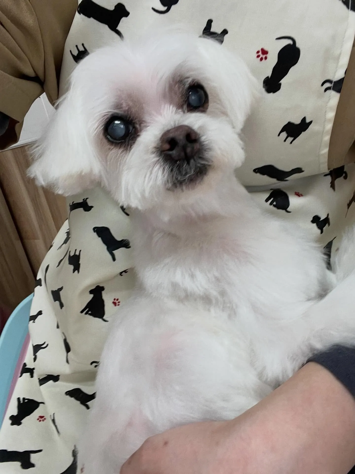 🍃3/22のトリミング🍃マルチーズ🐶｜名東区・千種区・守山区...