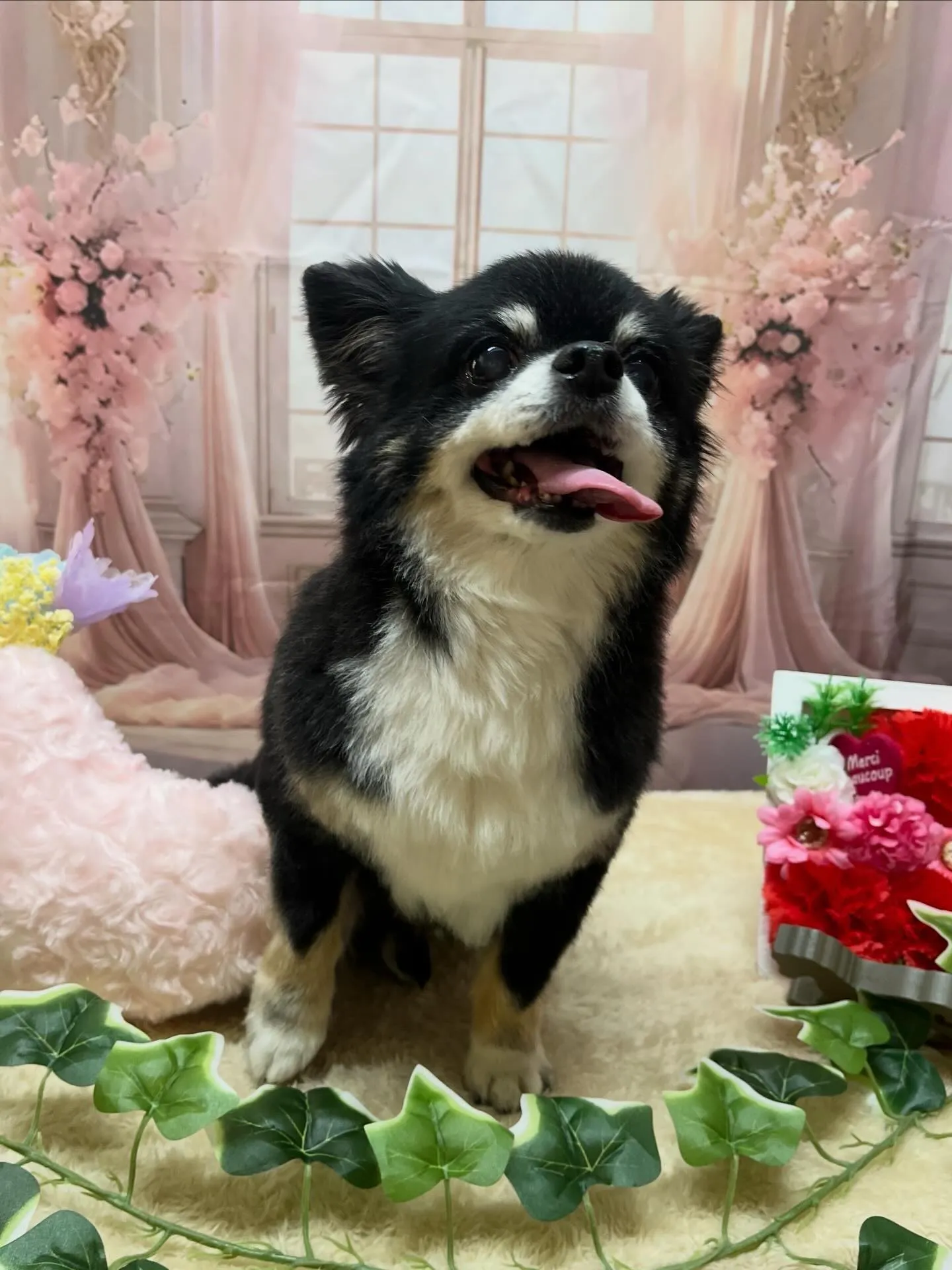 🍃3/21のトリミング🍃チワワ🐶｜名東区・千種区・守山区の動...