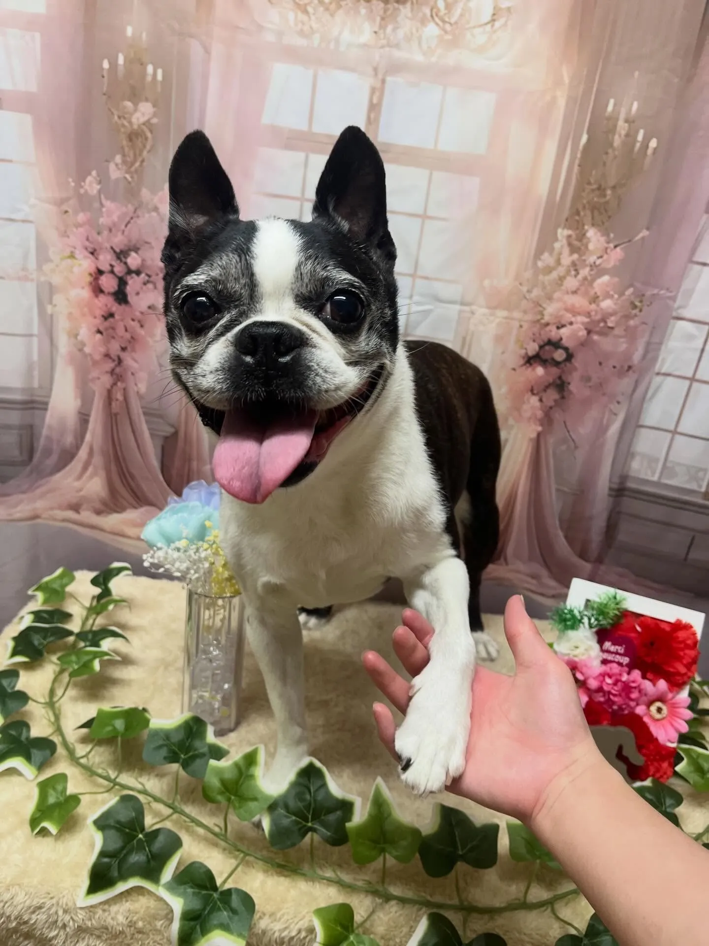 🍃3/24のトリミング🍃ボストンテリア🐶|名東区・千種区・守...