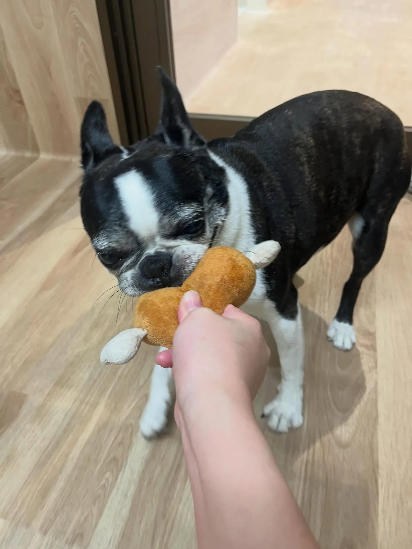 🍃3/24のトリミング🍃ボストンテリア🐶|名東区・千種区・守...