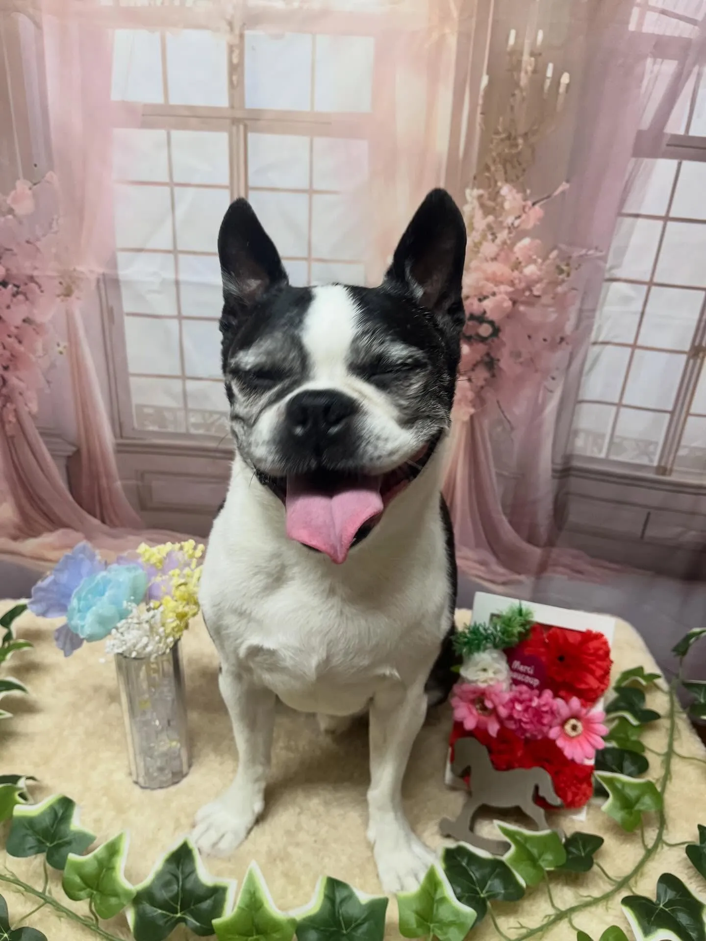 🍃3/24のトリミング🍃ボストンテリア🐶|名東区・千種区・守...