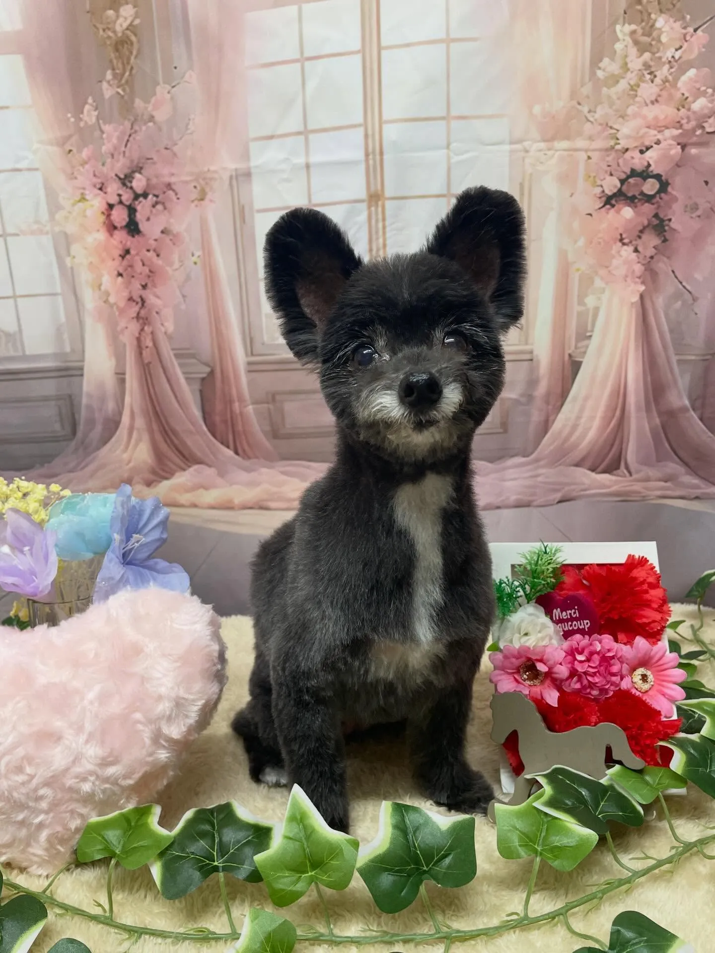 🍃3/25のトリミング🍃ミックス犬🐶|名東区・千種区・守山区...