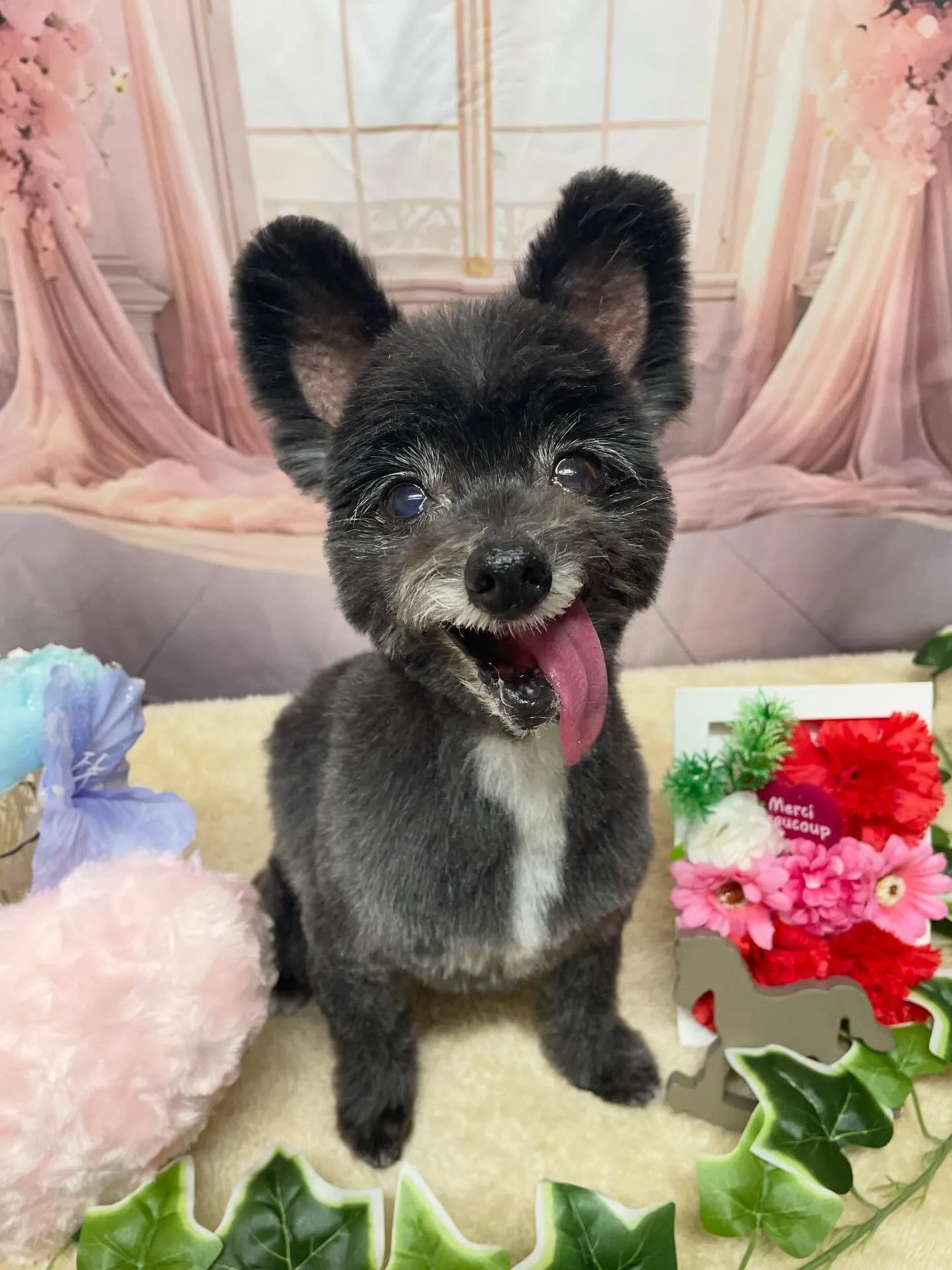 🍃3/25のトリミング🍃ミックス犬🐶|名東区・千種区・守山区...