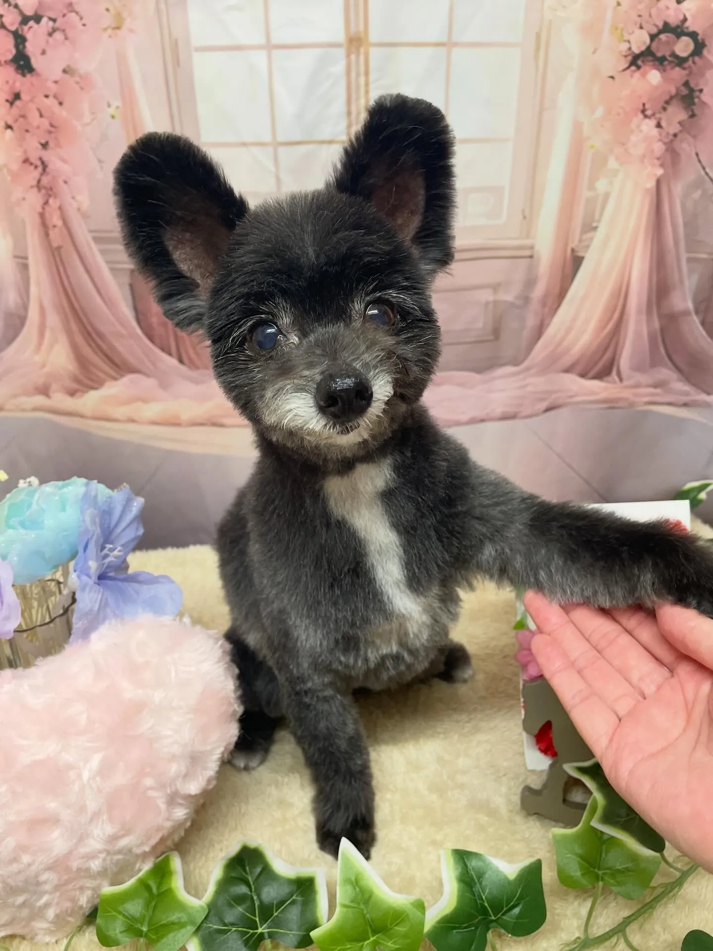 🍃3/25のトリミング🍃ミックス犬🐶|名東区・千種区・守山区...